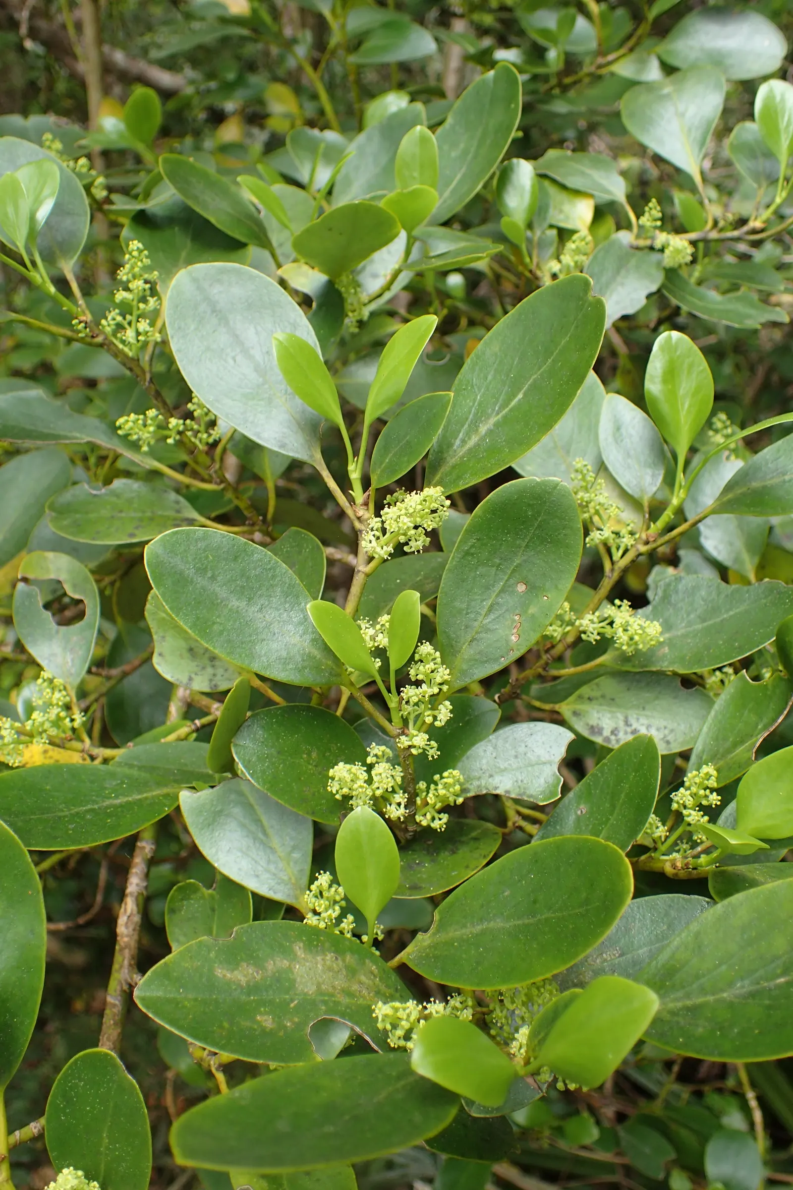 Kupuka Tree, Broadleaf (Griselinia Littoralis) — Broadleaf is a hardy species; growing at a moderate rate of about 12 to 18 inches per year, image 46