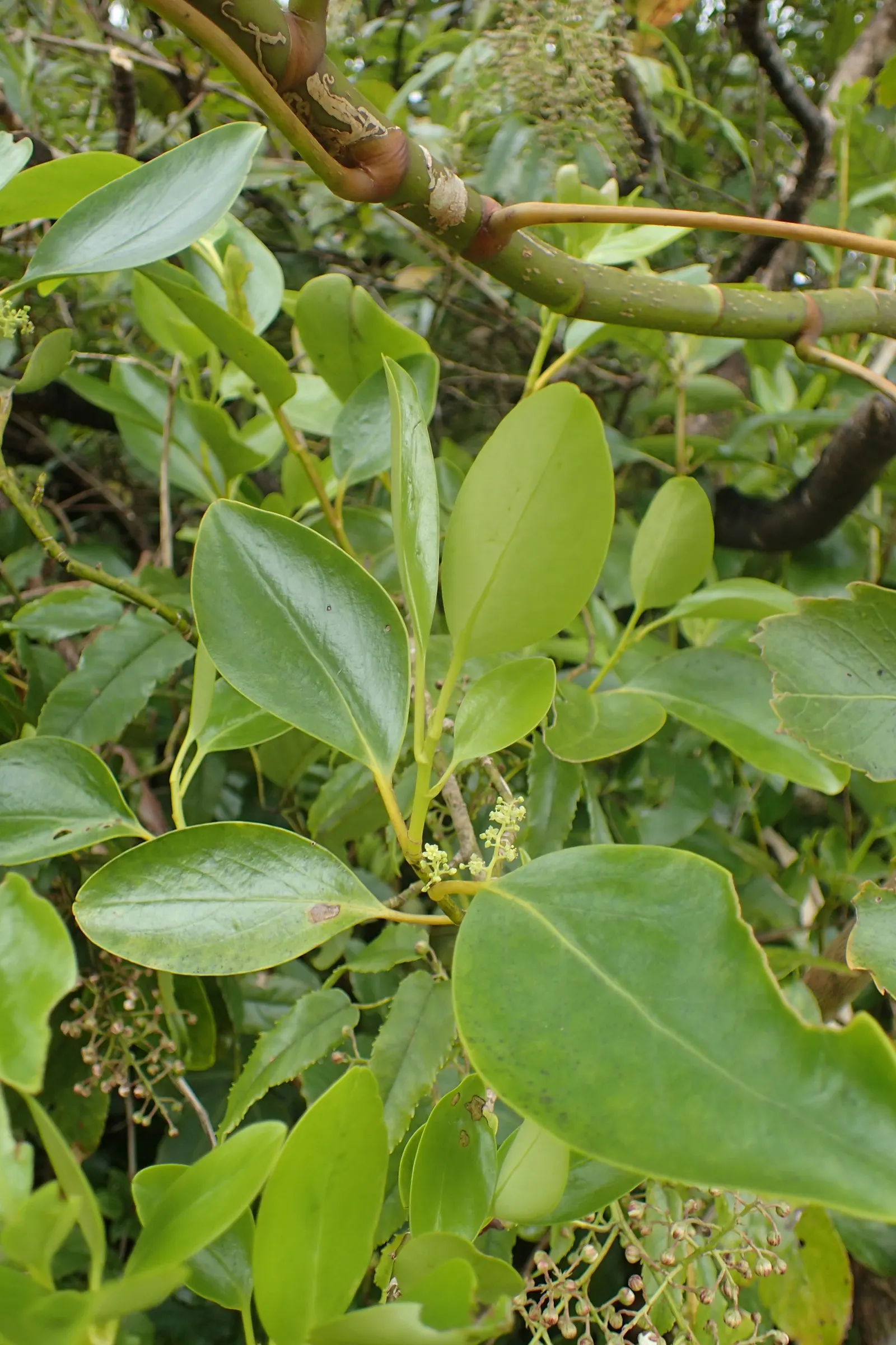 Kupuka Tree, Broadleaf (Griselinia Littoralis) — growing at a moderate rate of about 12 to 18 inches per year; it's also relatively low-maintenance, image 49