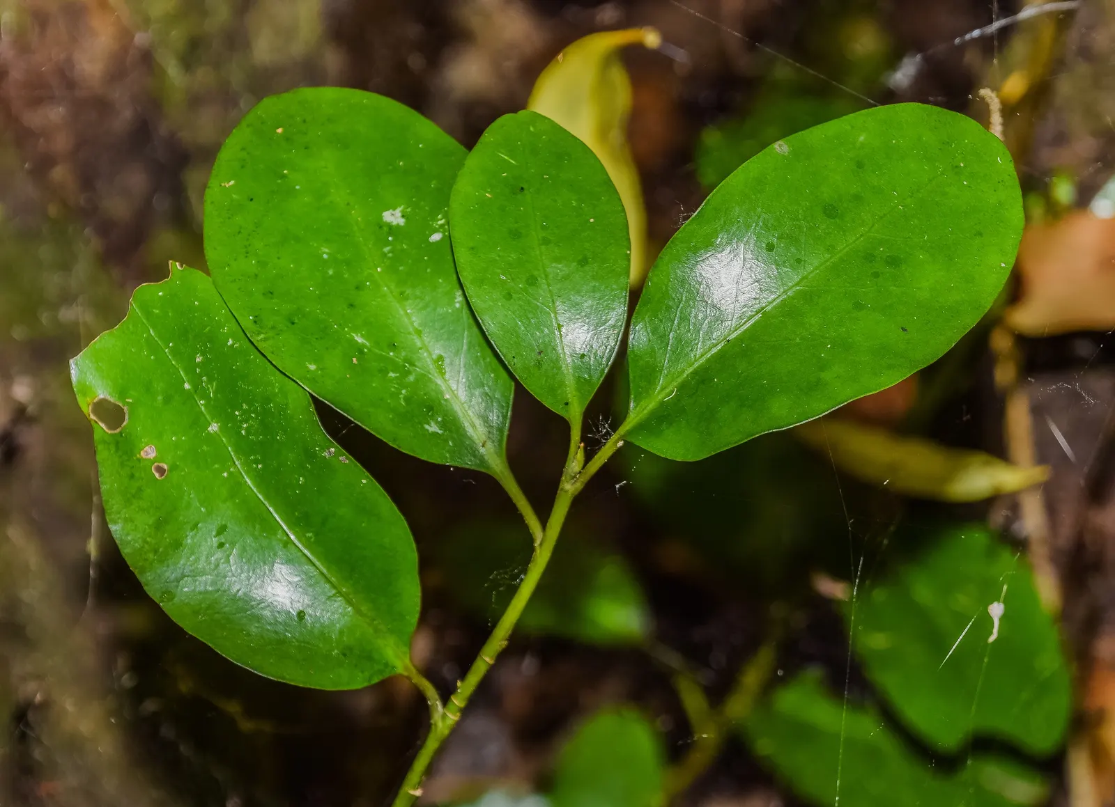 Kupuka Tree, Broadleaf (Griselinia Littoralis) — Kapuka can reach a mature height of 15 to 20 feet with a spread of 8 to 10 feet; providing year-round interest