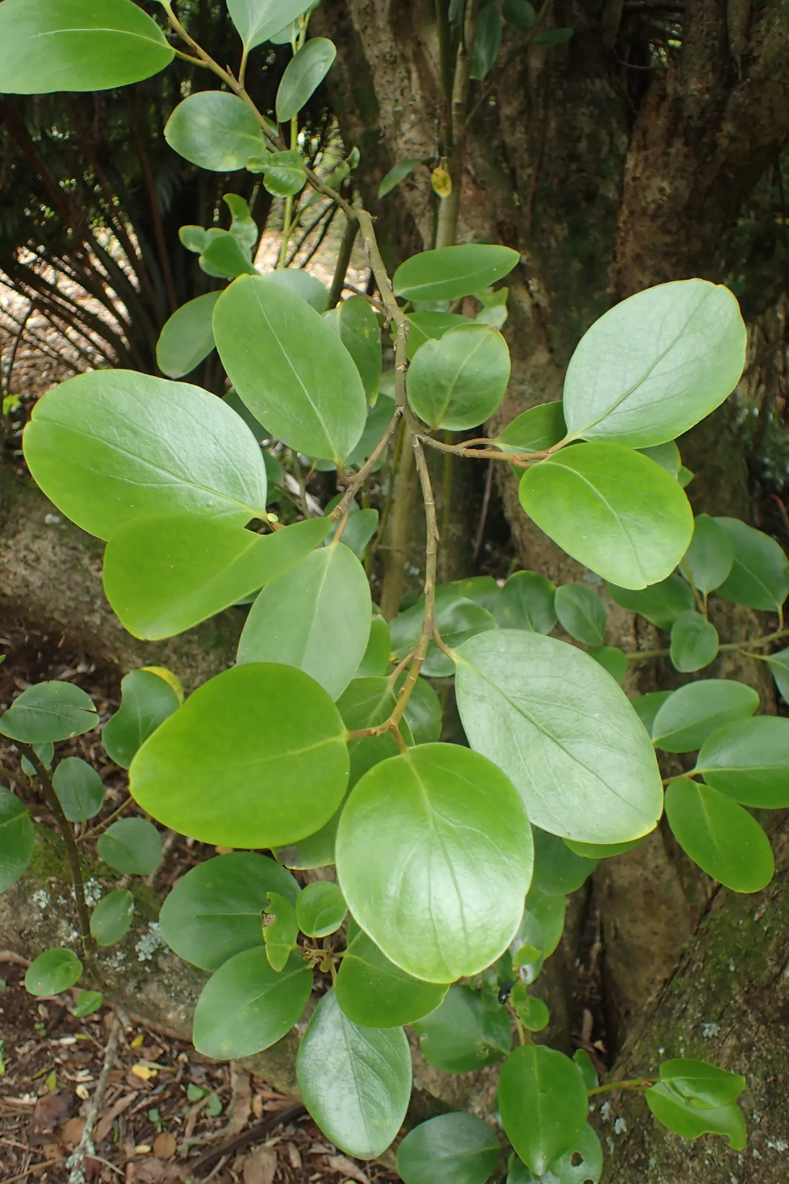 Kupuka Tree, Broadleaf (Griselinia Littoralis) — Griselinia littoralis, commonly known as the Broadleaf or Kapuka, is an evergreen shrub native to, image 55