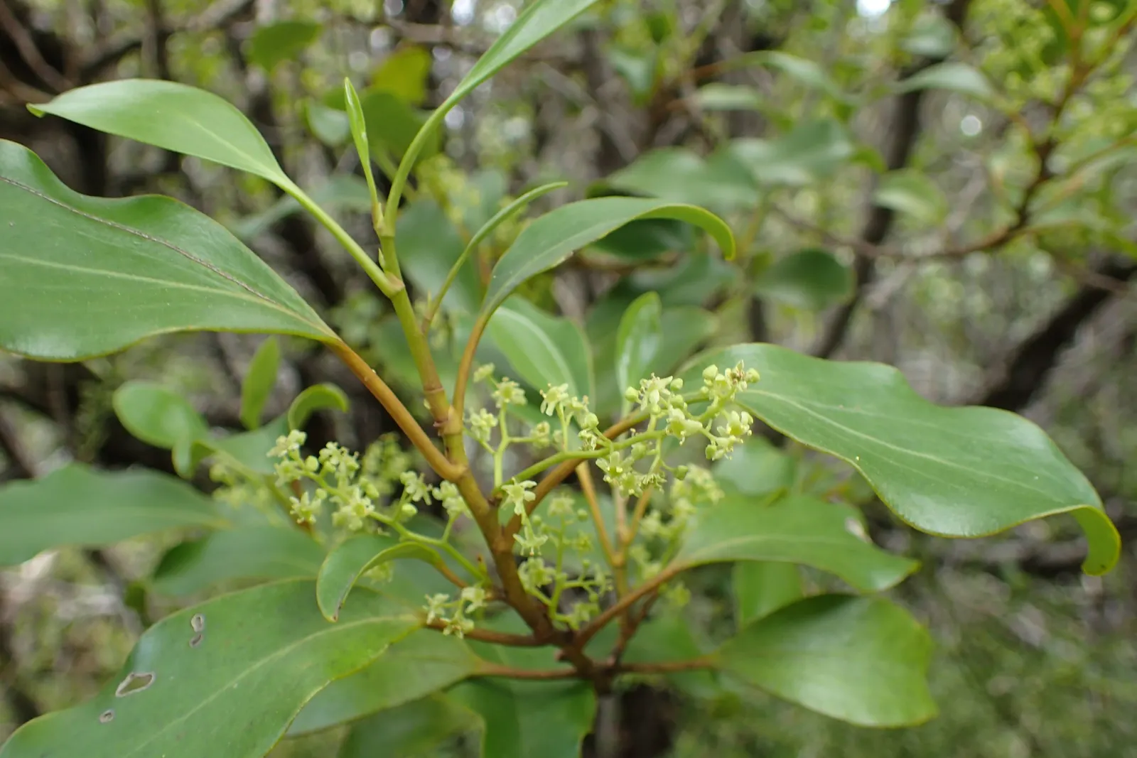 Kupuka Tree, Broadleaf (Griselinia Littoralis) — This versatile plant boasts glossy; broadleaf is a hardy species, image 43