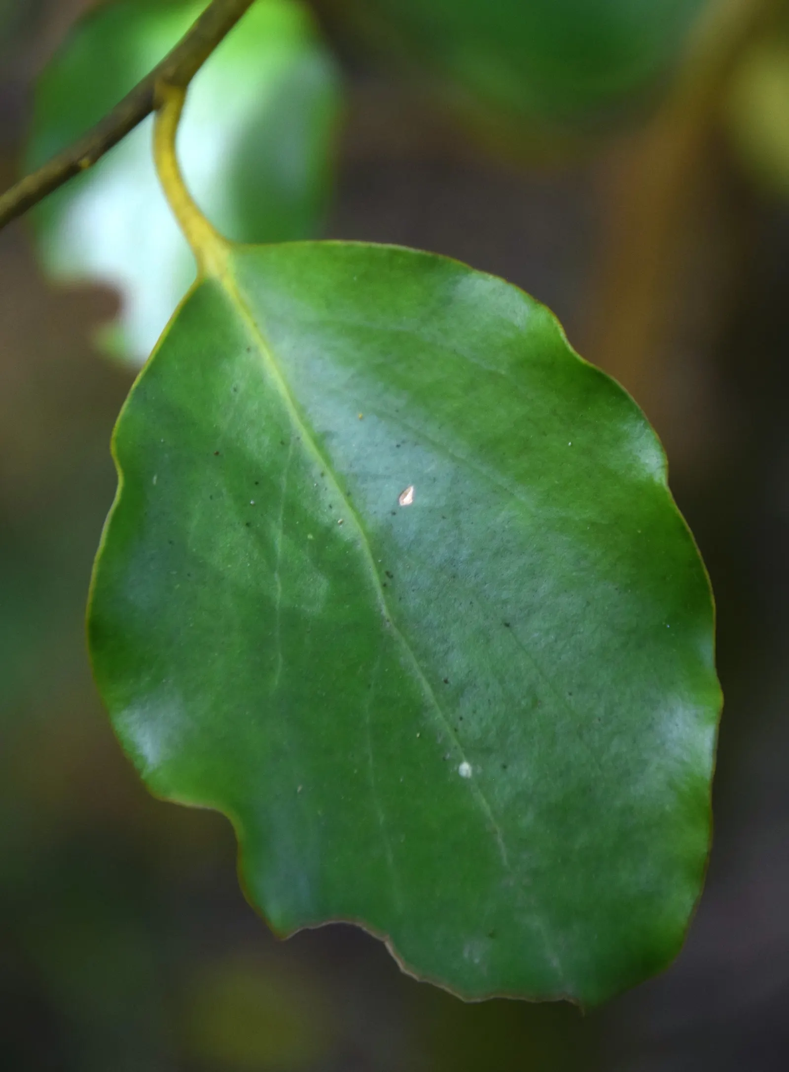 Kupuka Tree, Broadleaf (Griselinia Littoralis) — Broadleaf is a hardy species