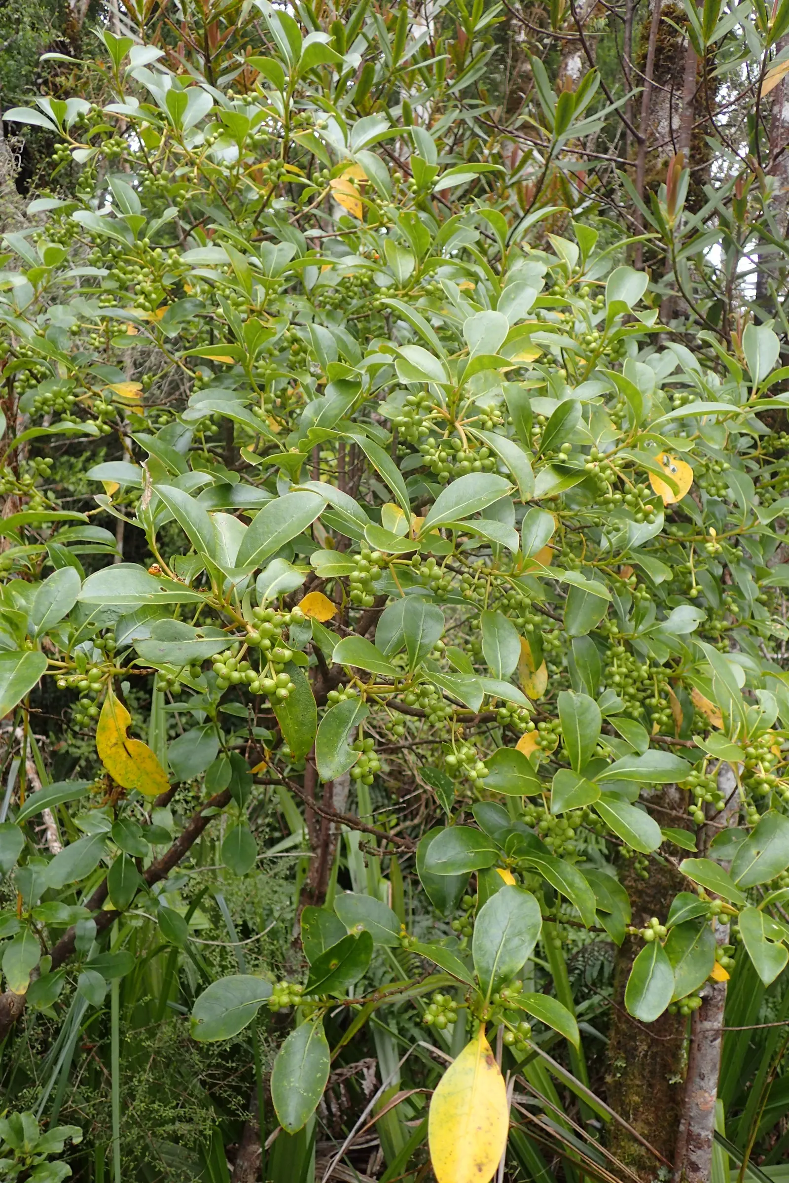 Kupuka Tree, Broadleaf (Griselinia Littoralis) — apple-green leaves that can grow to approximately 4 inches in length; such as its application for, image 44