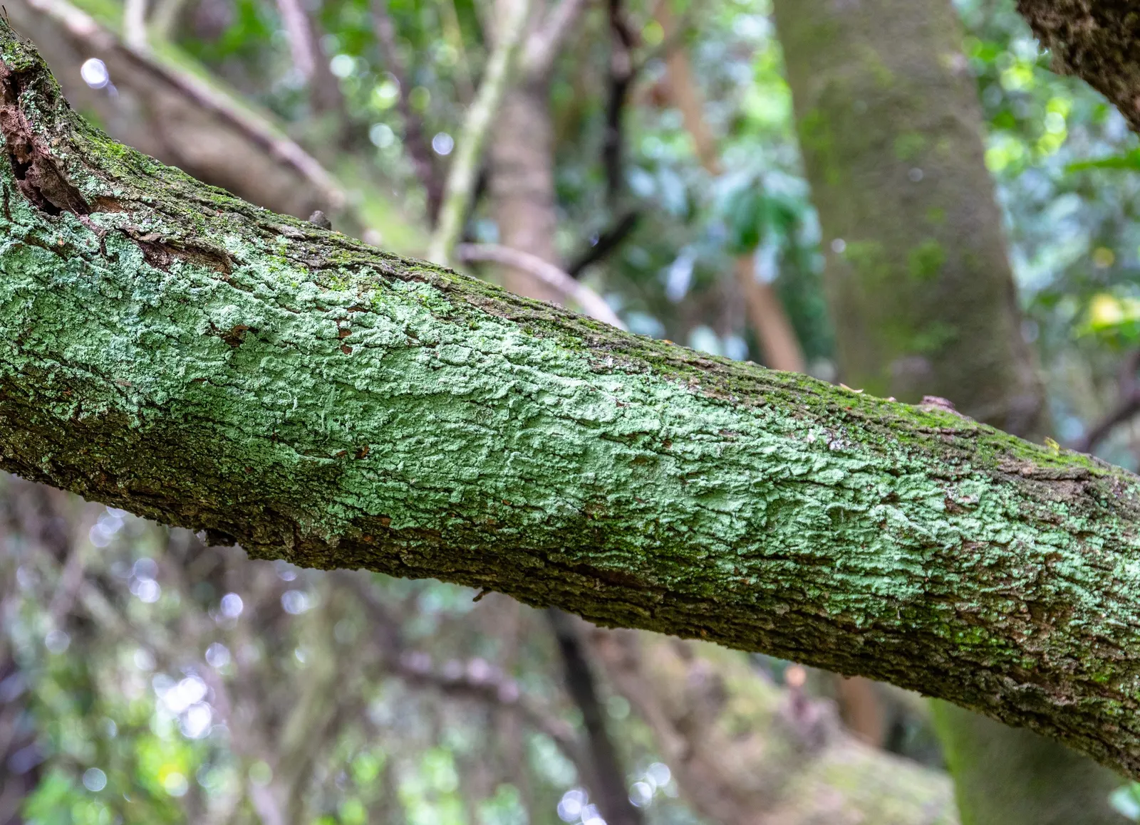 Kupuka Tree, Broadleaf (Griselinia Littoralis) — apple-green leaves that can grow to approximately 4 inches in length