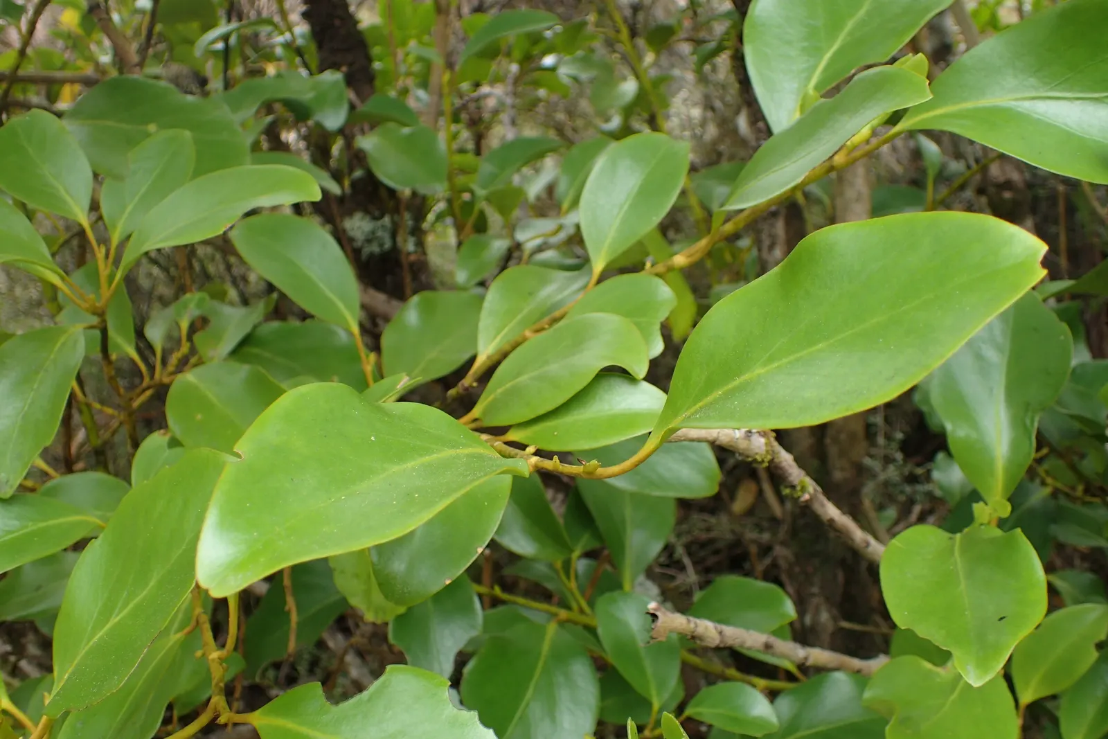 Kupuka Tree, Broadleaf (Griselinia Littoralis) — is a robust and evergreen shrub native to New Zealand's coastal regions; fast-growing, it achieves, image 42