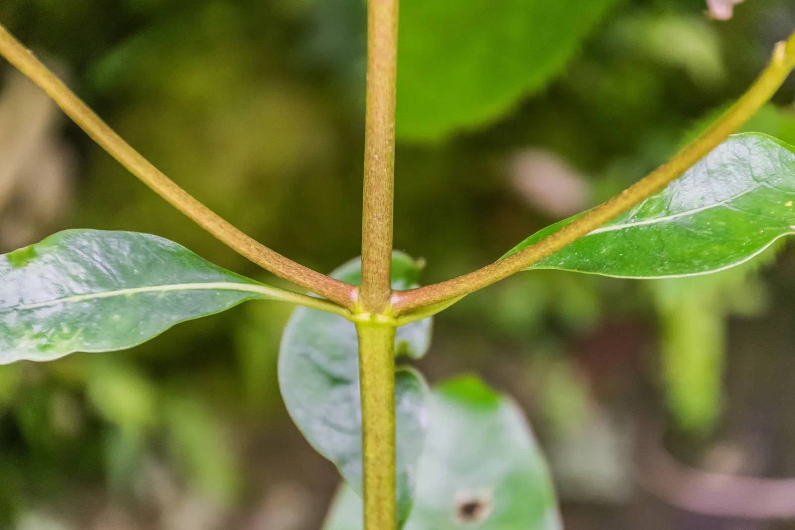 Kupuka Tree, Broadleaf (Griselinia Littoralis) — is a robust and evergreen shrub native to New Zealand's coastal regions; fast-growing, it achieves heights of