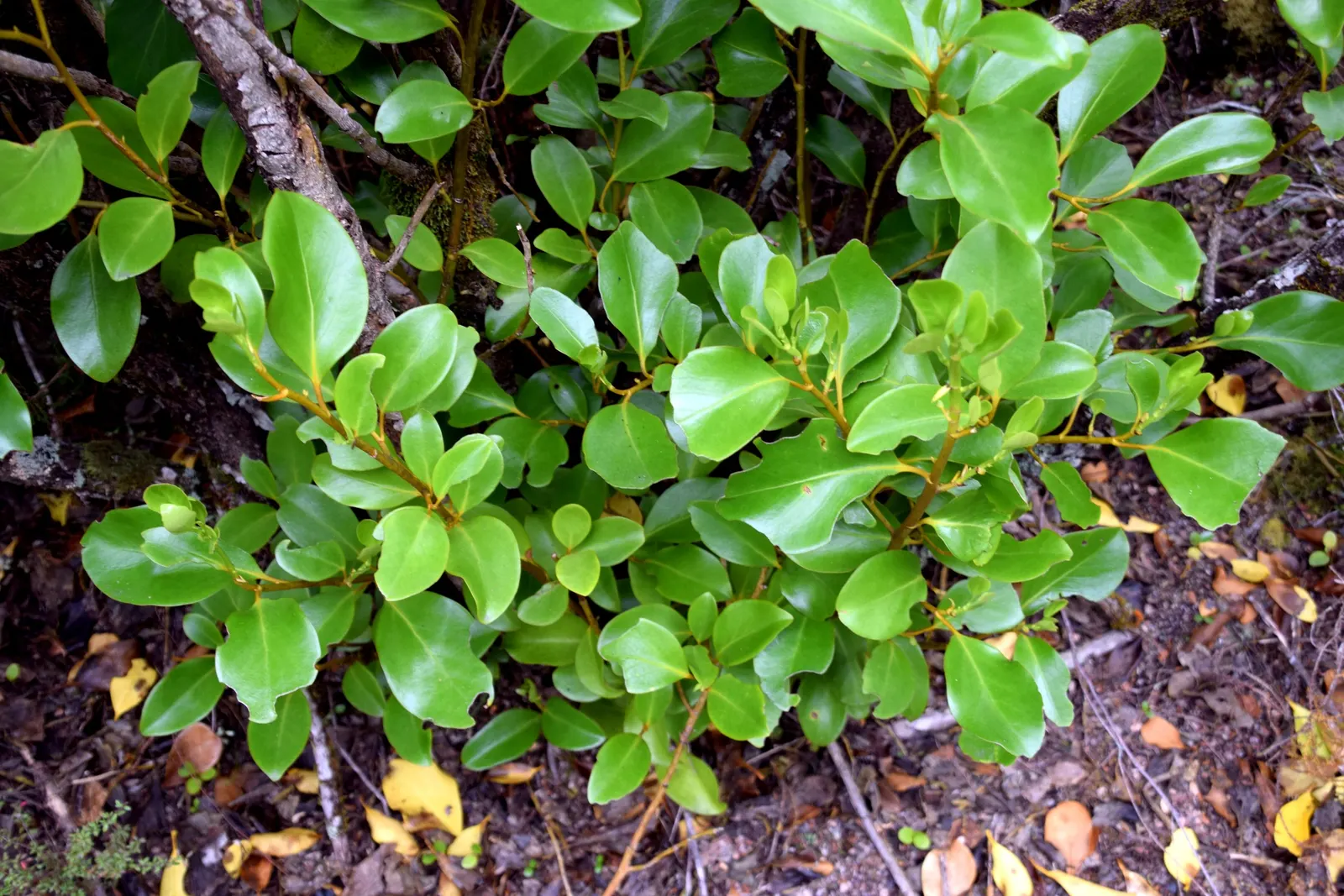 Kupuka Tree, Broadleaf (Griselinia Littoralis) — commonly known as the Kapuka or Broadleaf; consider incorporating Griselinia littoralis for its ability to
