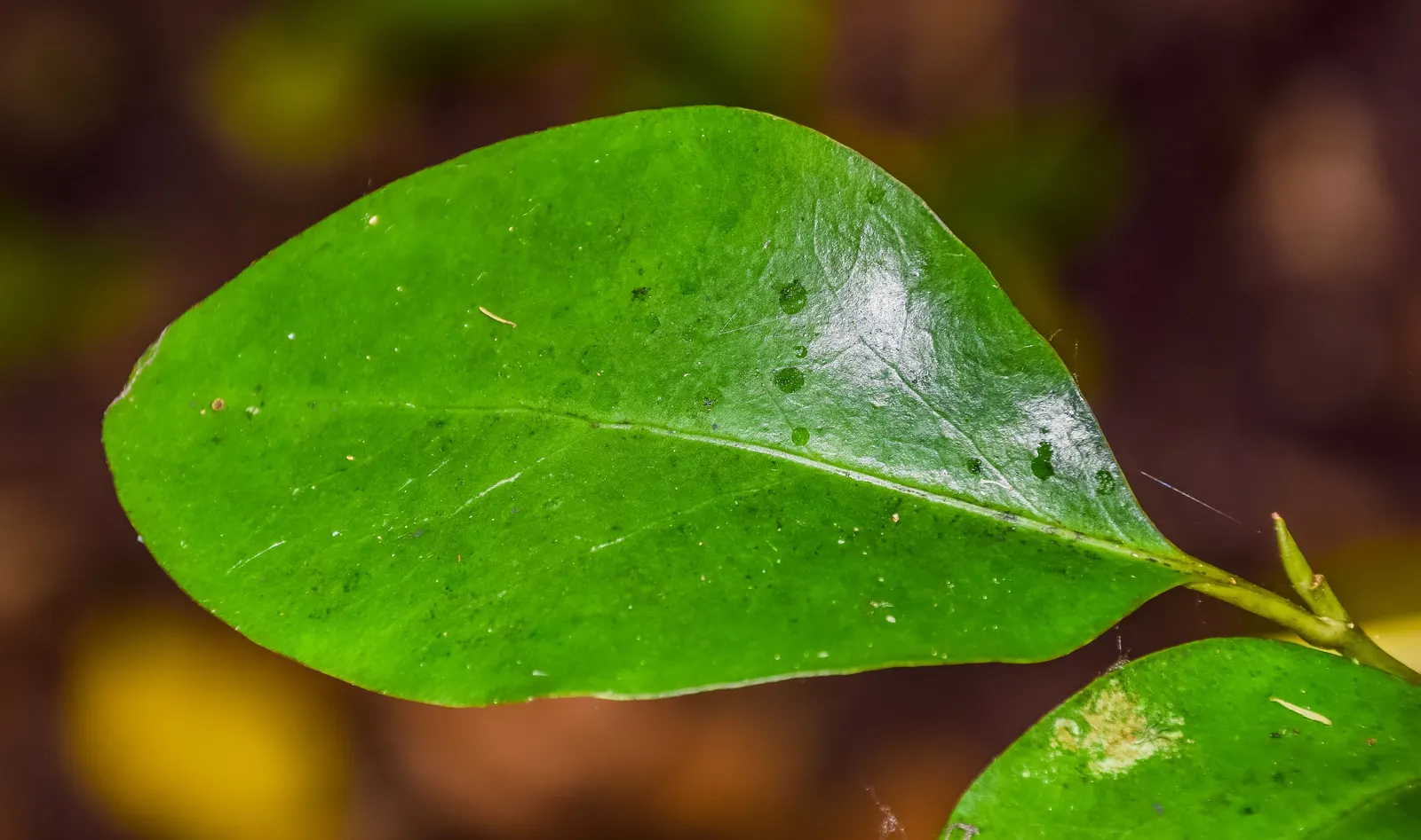 Kupuka Tree, Broadleaf (Griselinia Littoralis) — shrub for full or half; making it especially valuable for seaside gardens