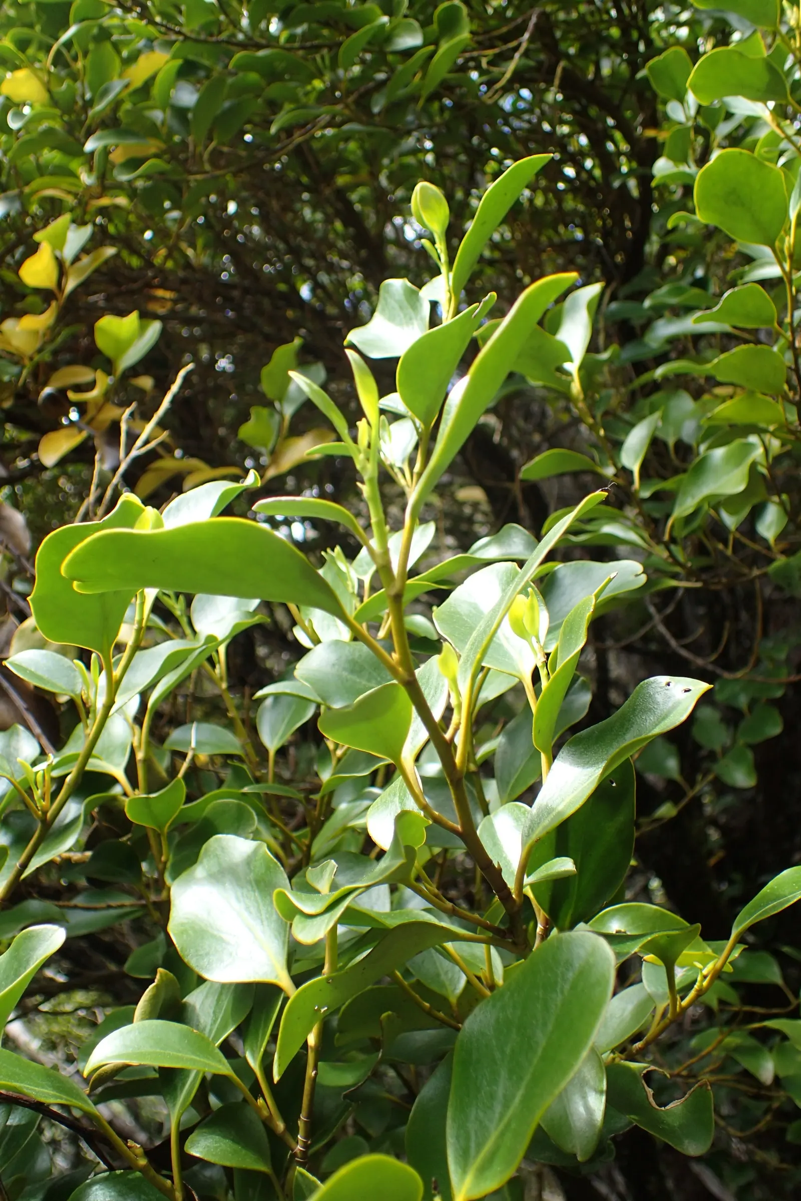 Kupuka Tree, Broadleaf (Griselinia Littoralis) — commonly known as the Kapuka or Broadleaf; consider incorporating Griselinia littoralis for its, image 41
