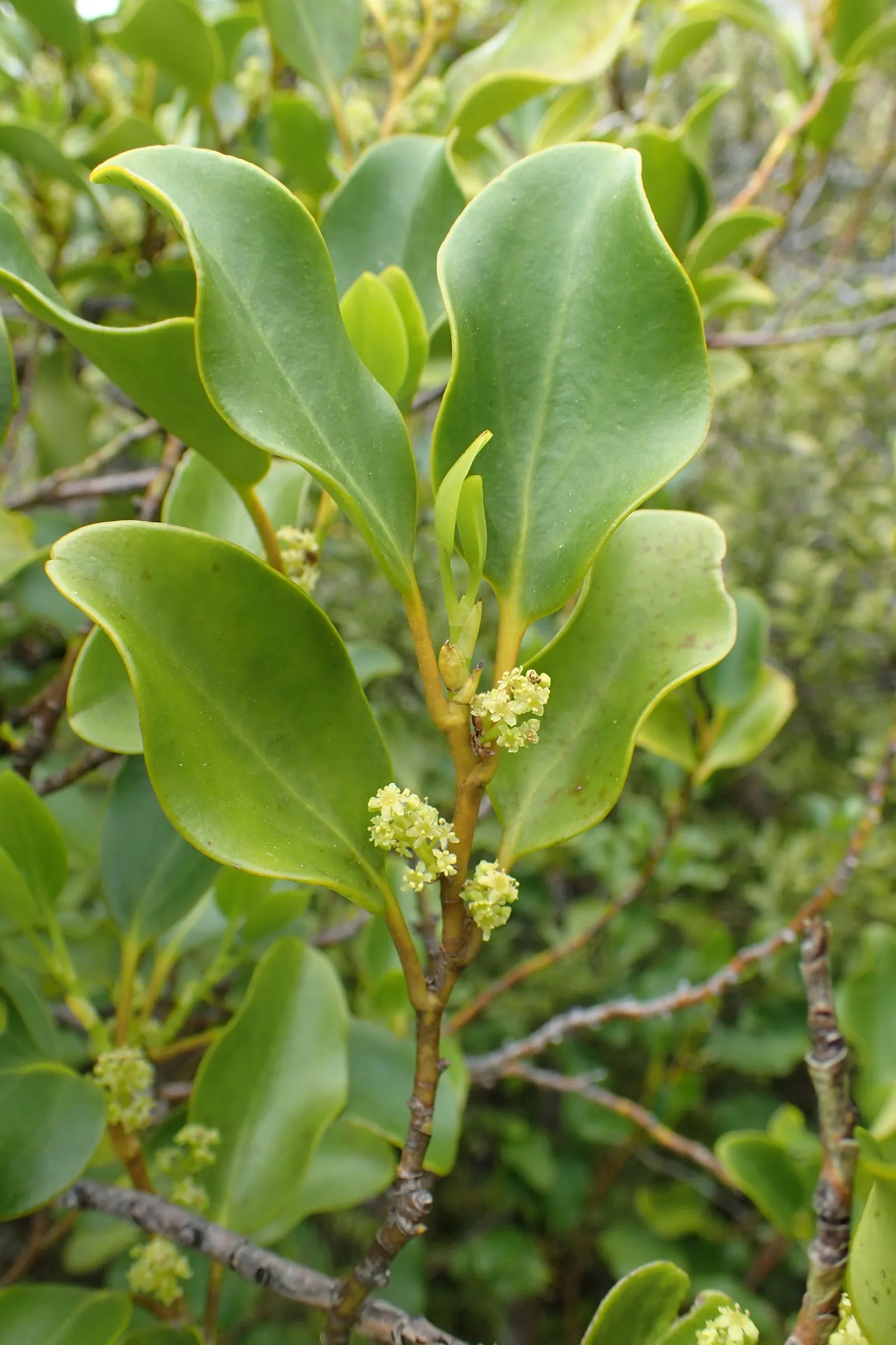 Kupuka Tree, Broadleaf (Griselinia Littoralis) — shrub for full or half; making it especially valuable for seaside gardens, image 54