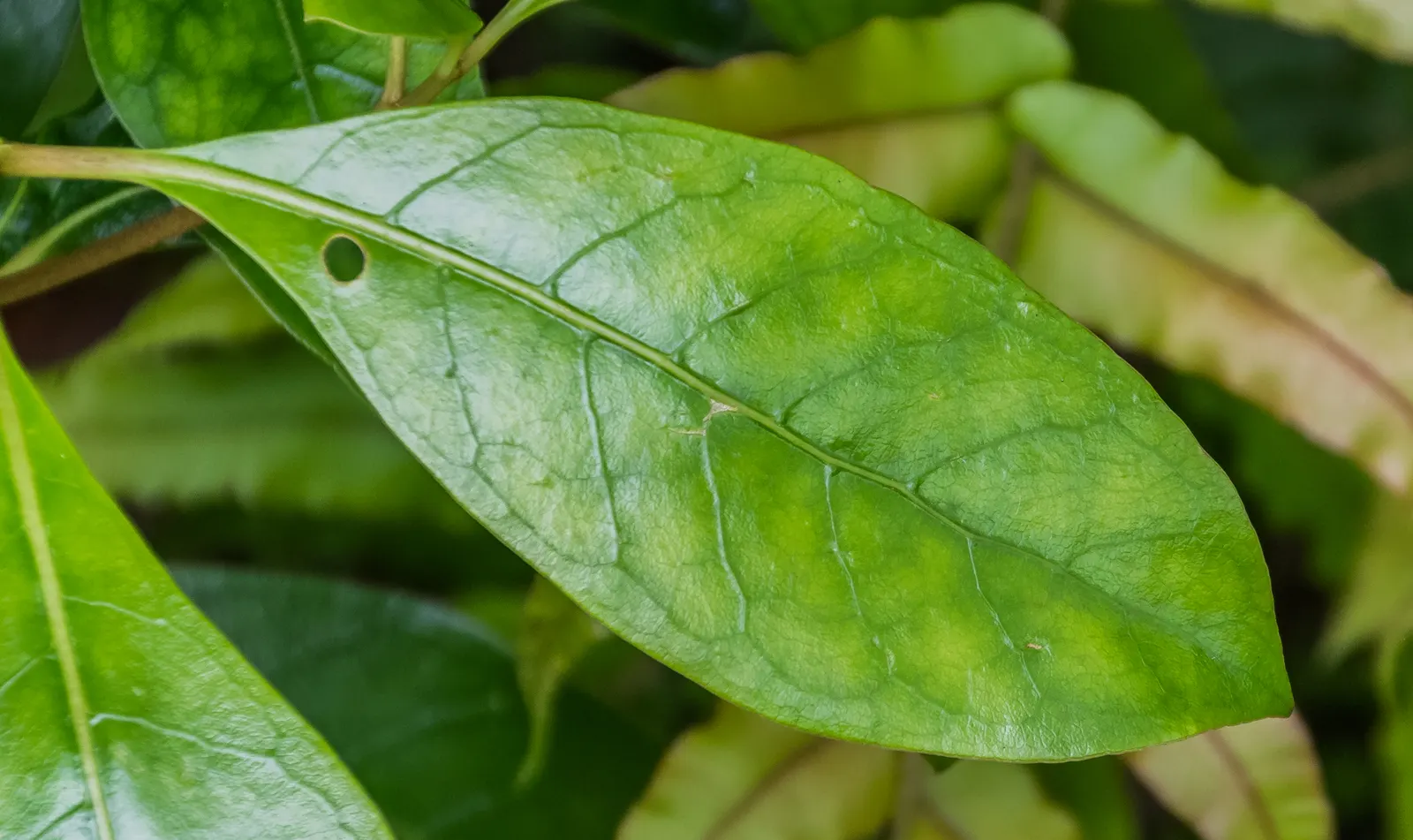 Kupuka Tree, Broadleaf (Griselinia Littoralis) — Fast-growing, it achieves heights of 15 to 25 feet, with a similar spread; shrub for full or half