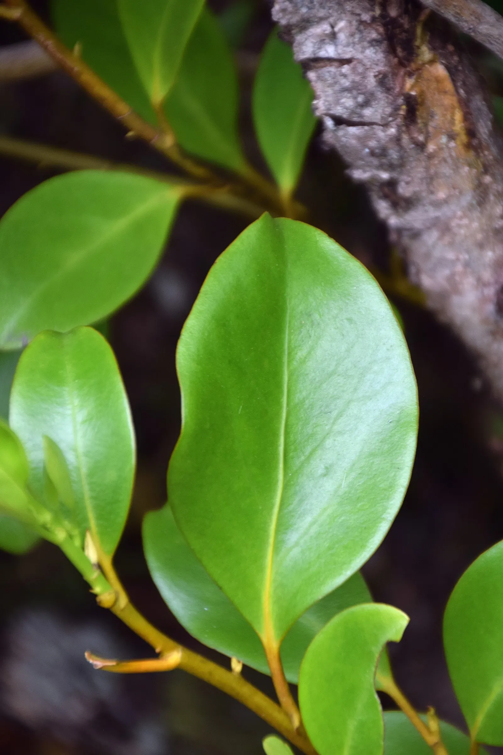 Kupuka Tree, Broadleaf (Griselinia Littoralis) — apple-green leaves that can grow to approximately 4 inches in length; such as its application for privacy