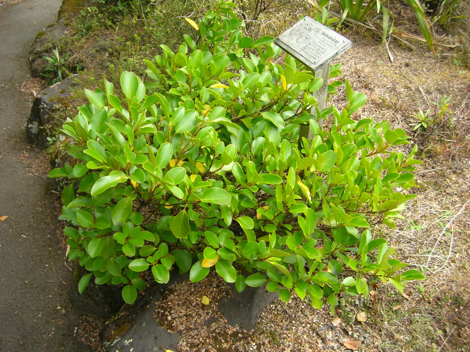 Kupuka Tree, Broadleaf (Griselinia Littoralis) — It's also relatively low-maintenance; griselinia littoralis, commonly known as the Broadleaf or Kapuka, is an