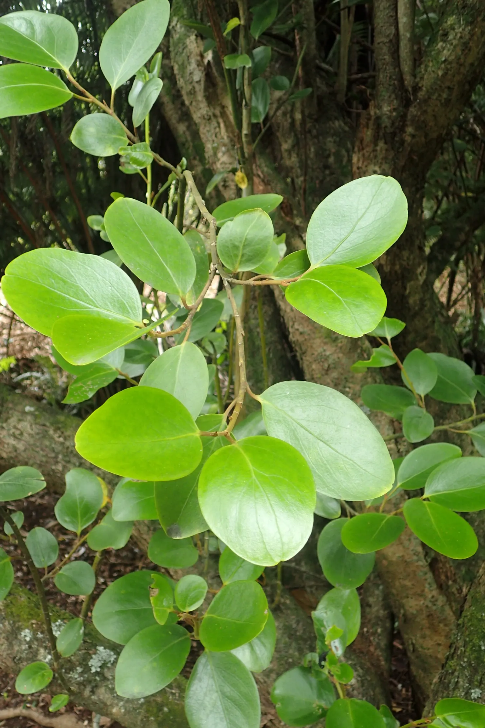 Kupuka Tree, Broadleaf (Griselinia Littoralis) — such as its application for privacy hedges or as a backdrop for other ornamental plants in a mixed, image 53