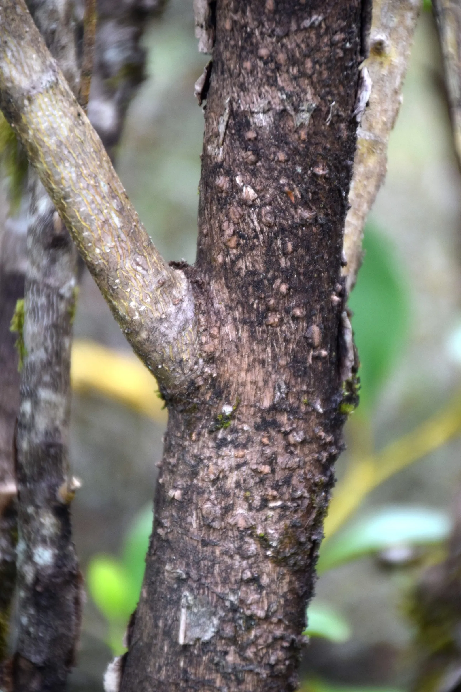 Kupuka Tree, Broadleaf (Griselinia Littoralis) — tolerating a variety of soil types; it features dense, lush foliage with leather-like, bright green leaves