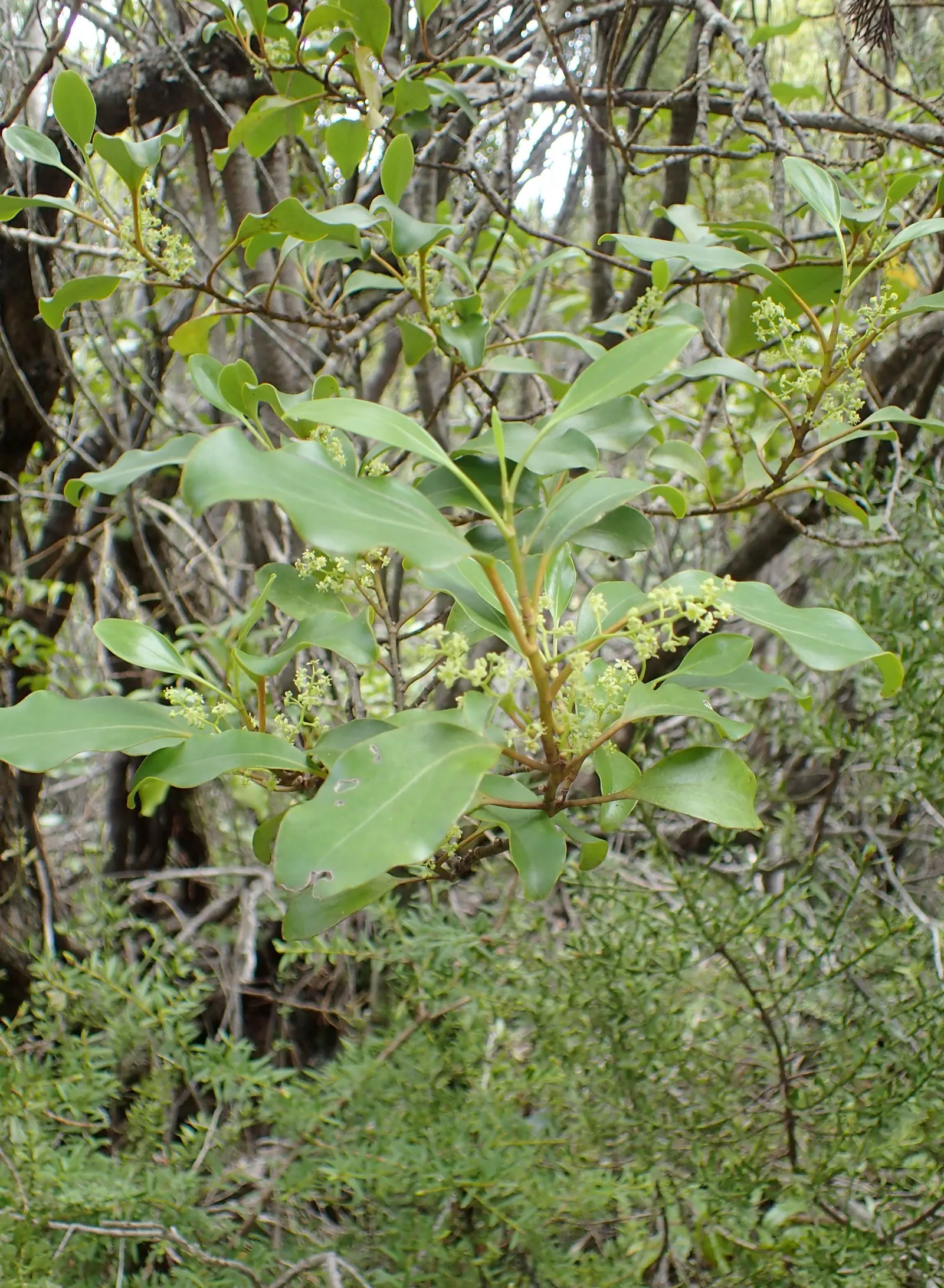 Kupuka Tree, Broadleaf (Griselinia Littoralis) — Ideal for hedges or privacy screens, it thrives in well-drained soil, tolerating coastal, image 40