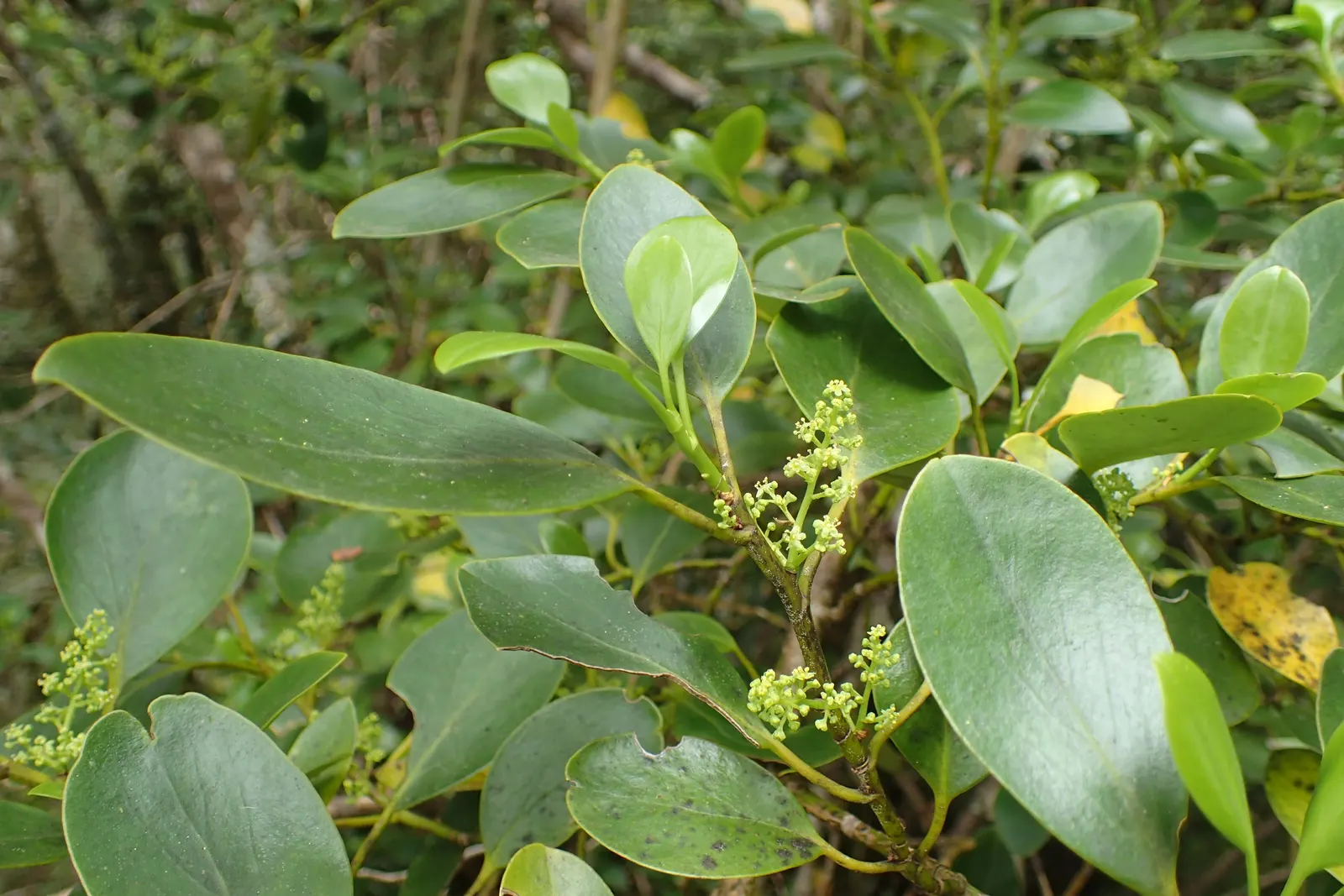 Kupuka Tree, Broadleaf (Griselinia Littoralis) — It features dense, lush foliage with leather-like, bright green leaves approximately 3 to 4 inches long