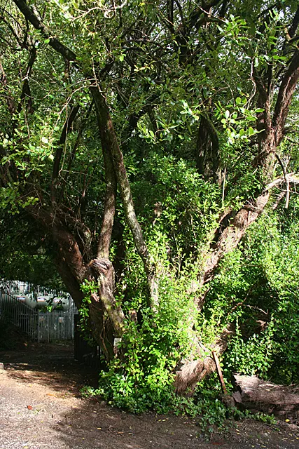 Kupuka Tree, Broadleaf (Griselinia Littoralis) — providing year-round interest with its vibrant foliage