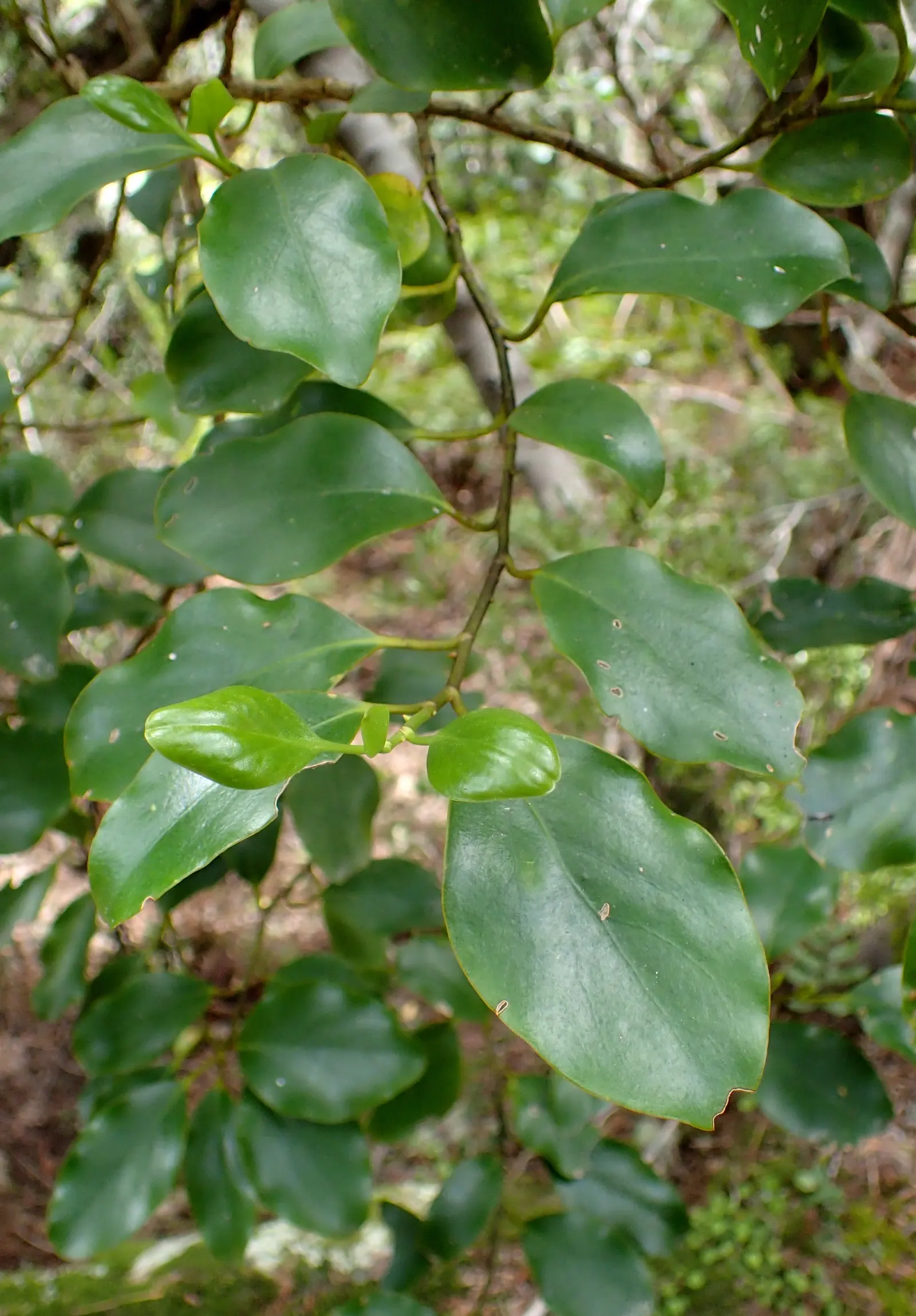 Kupuka Tree, Broadleaf (Griselinia Littoralis) — Griselinia littoralis, commonly known as the Broadleaf or Kapuka, is an evergreen shrub native to, image 37