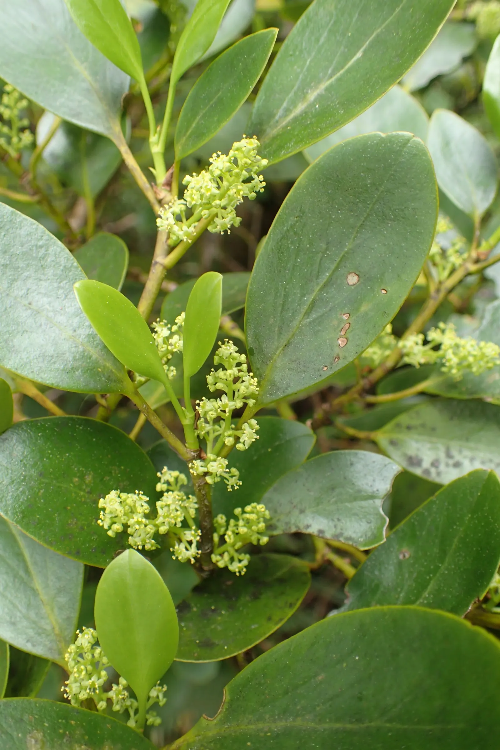 Kupuka Tree, Broadleaf (Griselinia Littoralis) — making it especially valuable for seaside gardens; kapuka can reach a mature height of 15 to 20, image 51