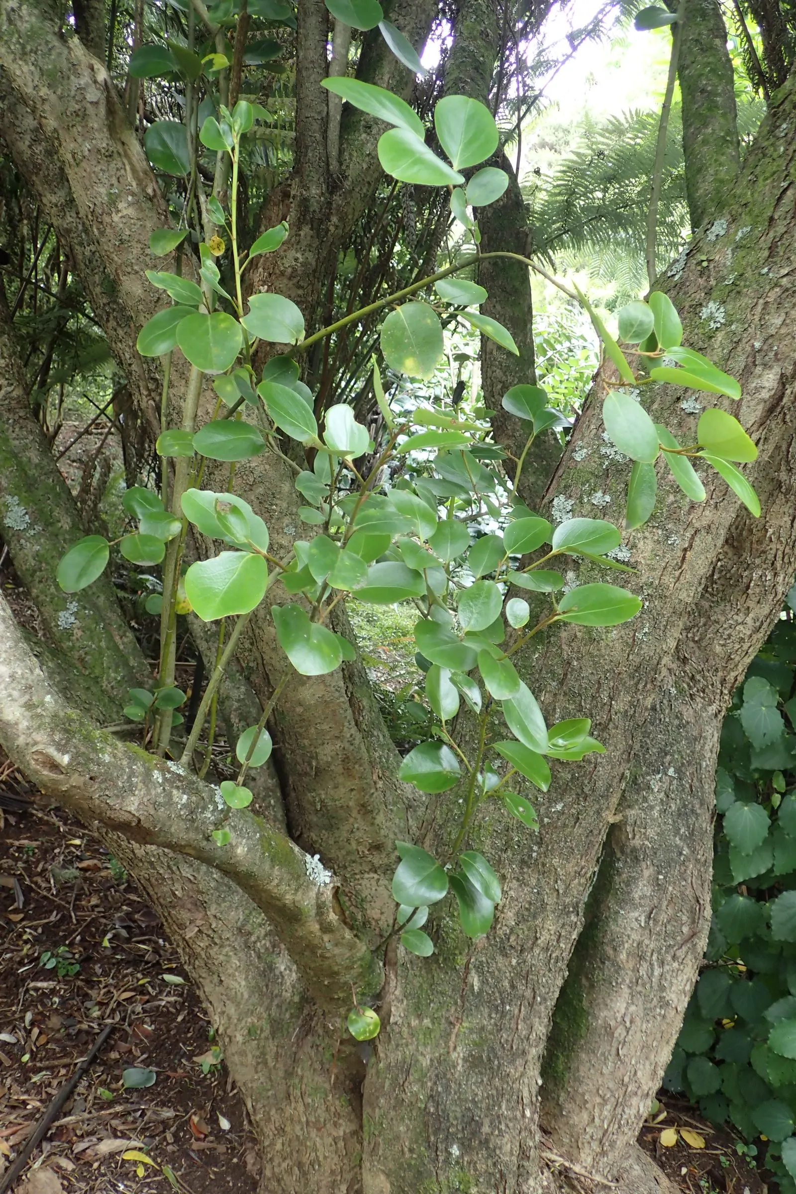 Kupuka Tree, Broadleaf (Griselinia Littoralis) — Ideal for hedges or privacy screens, it thrives in well-drained soil, tolerating coastal, image 58