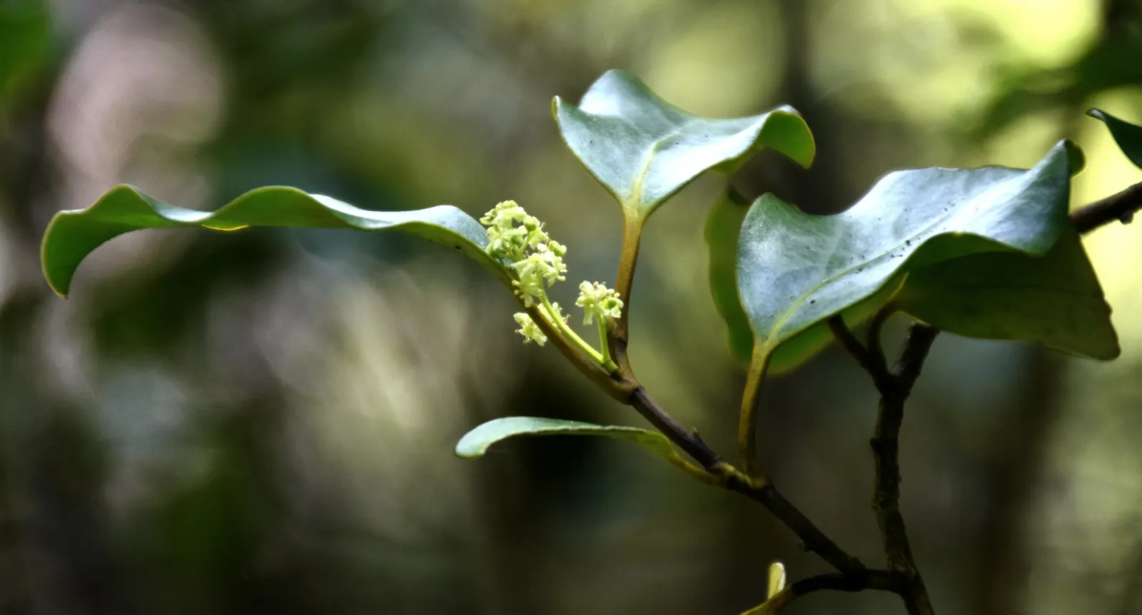 Kupuka Tree, Broadleaf (Griselinia Littoralis) — shrub for full or half