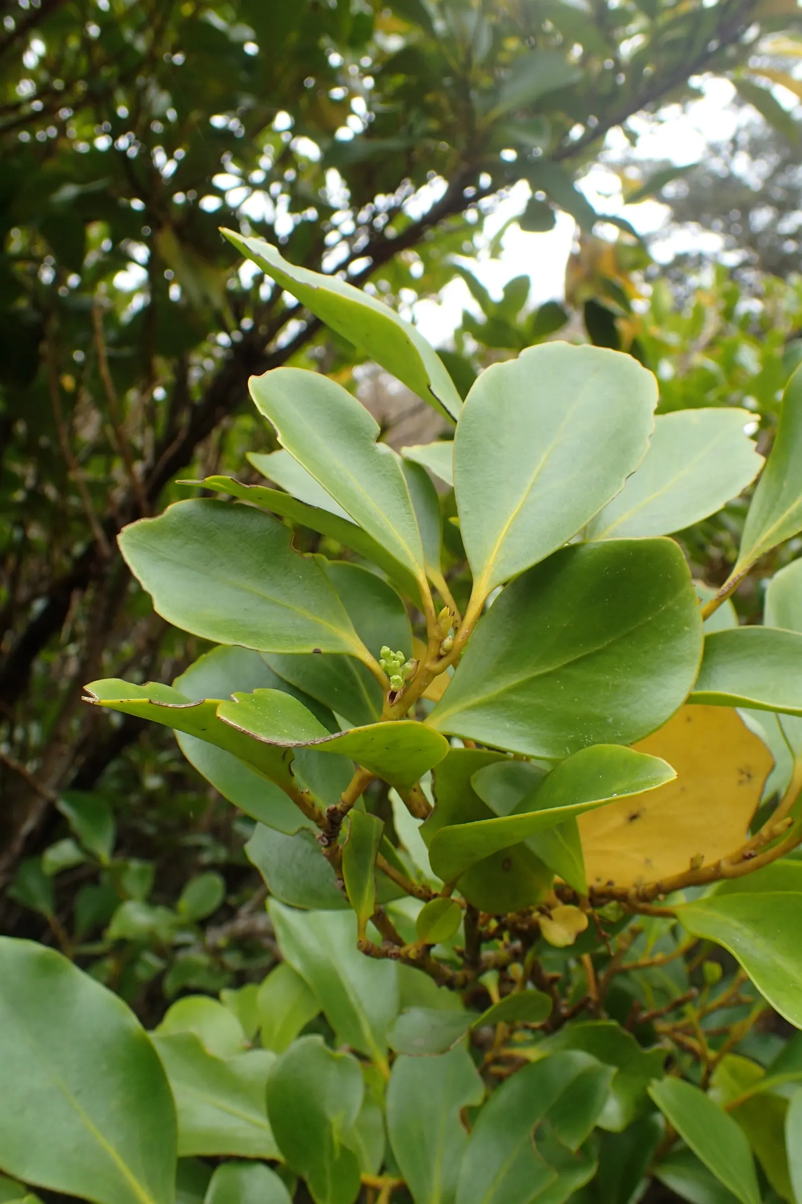 Kupuka Tree, Broadleaf (Griselinia Littoralis) — Fast-growing, it achieves heights of 15 to 25 feet, with a similar spread; shrub for full or half, image 39
