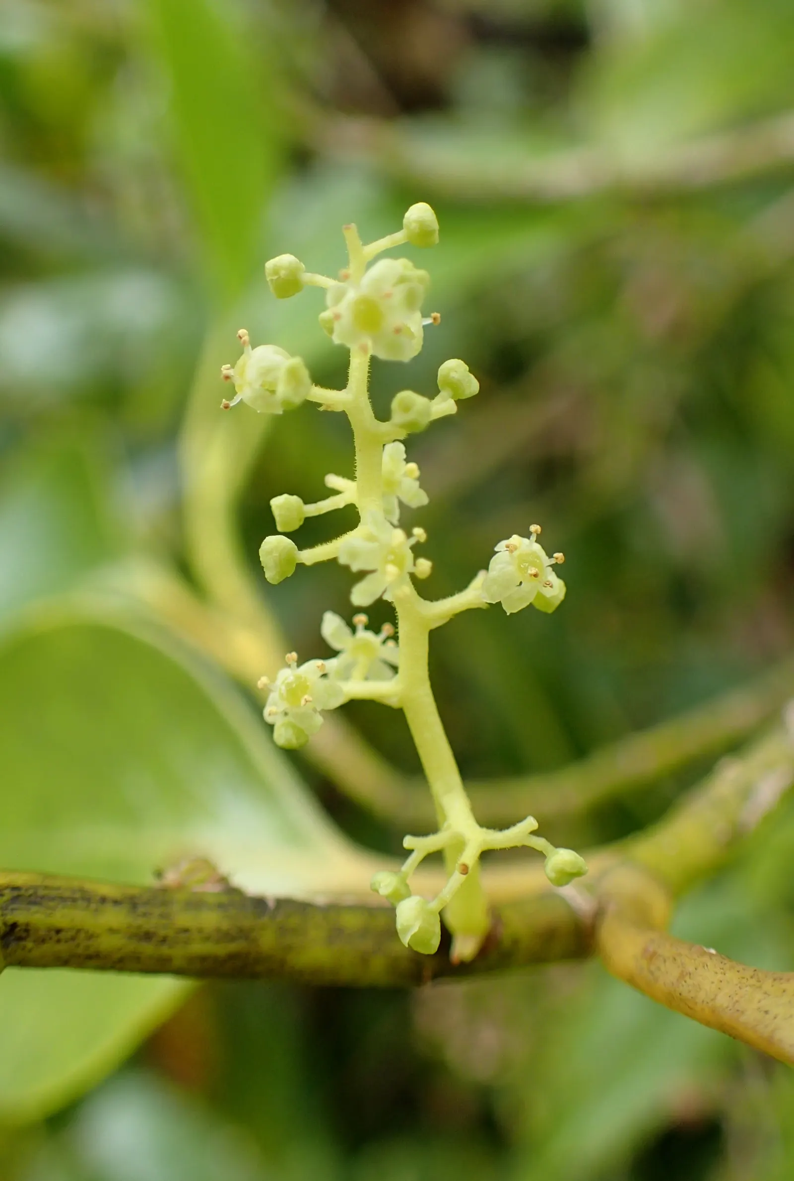 Kupuka Tree, Broadleaf (Griselinia Littoralis) — Kapuka can reach a mature height of 15 to 20 feet with a spread of 8 to 10 feet; providing, image 48