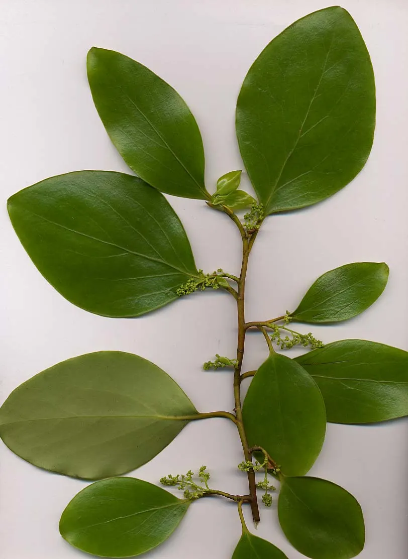 Kupuka Tree, Broadleaf (Griselinia Littoralis) — It features dense, lush foliage with leather-like, bright green leaves approximately 3 to 4 inches, image 56