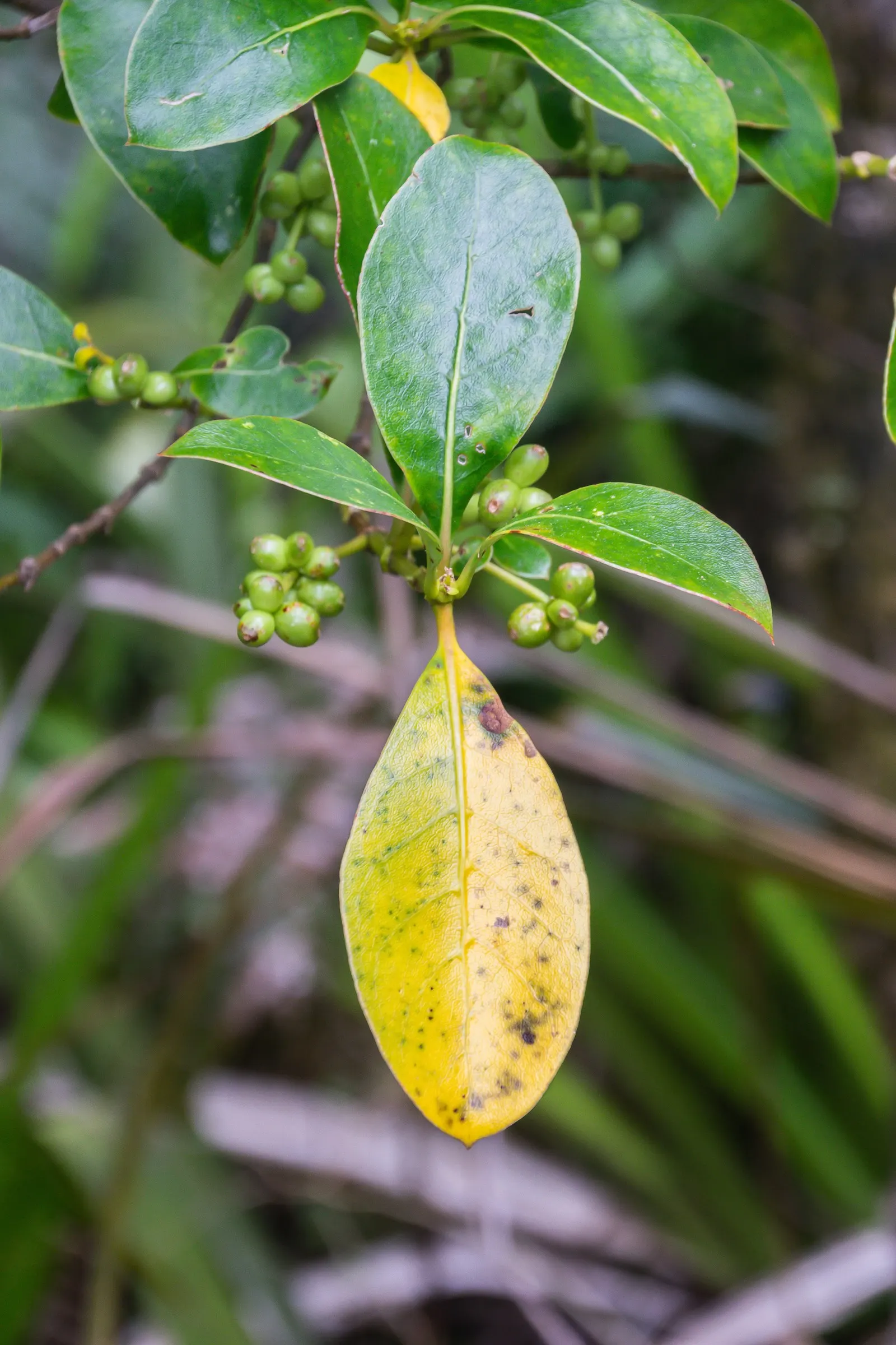 Kupuka Tree, Broadleaf (Griselinia Littoralis) — growing at a moderate rate of about 12 to 18 inches per year; it's also relatively low-maintenance