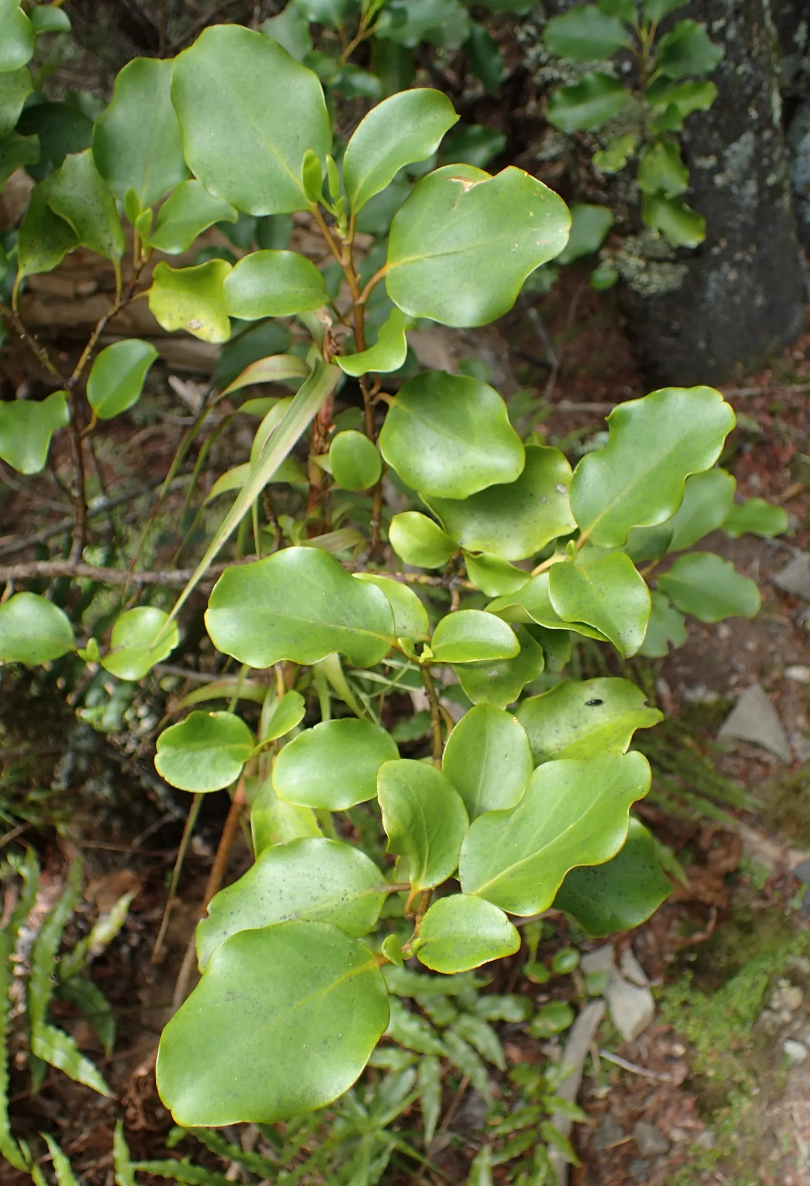 Kupuka Tree, Broadleaf (Griselinia Littoralis) — It's also relatively low-maintenance; griselinia littoralis, commonly known as the Broadleaf or, image 52