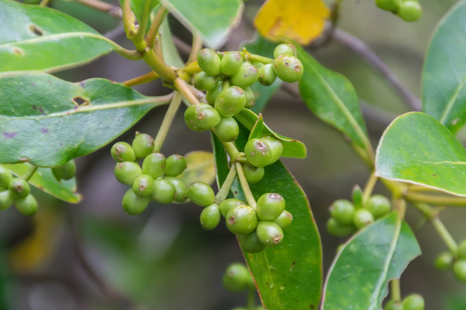Kupuka Tree, Broadleaf (Griselinia Littoralis) — consider incorporating Griselinia littoralis for its ability to withstand coastal winds and salt, image 32