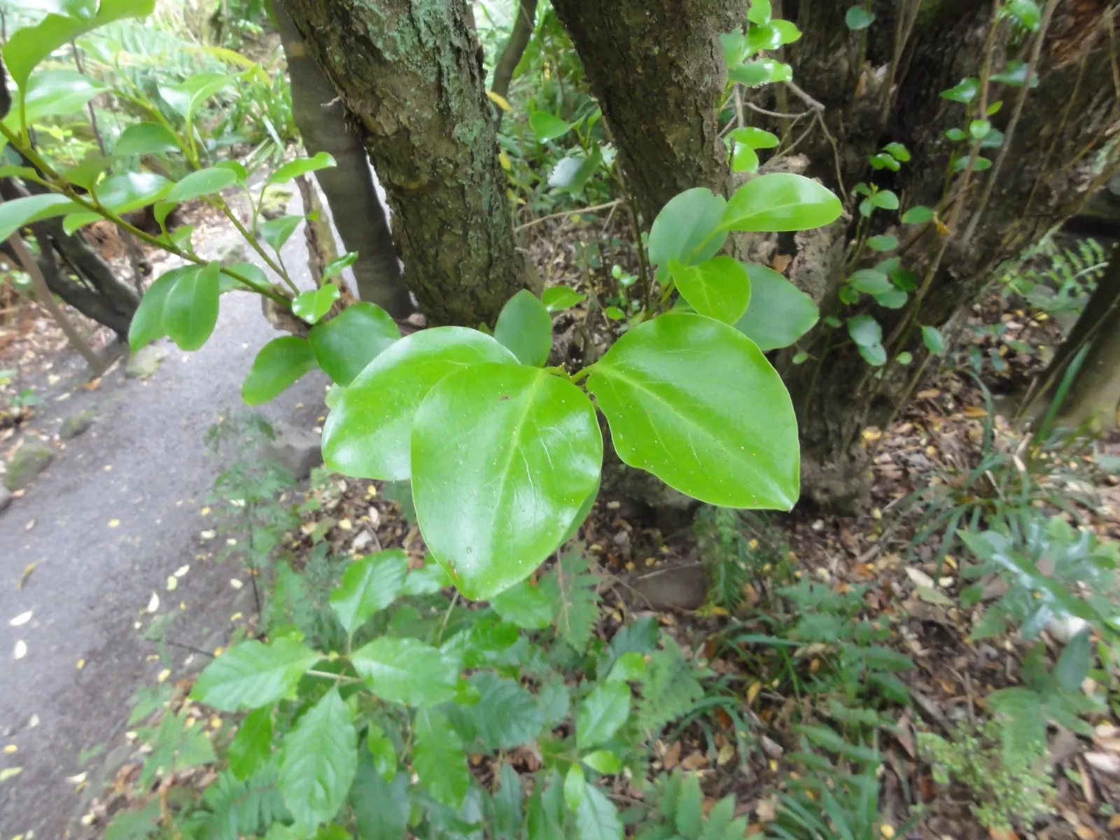 Kupuka Tree, Broadleaf (Griselinia Littoralis) — providing year-round interest with its vibrant foliage; is a robust and evergreen shrub native to, image 45