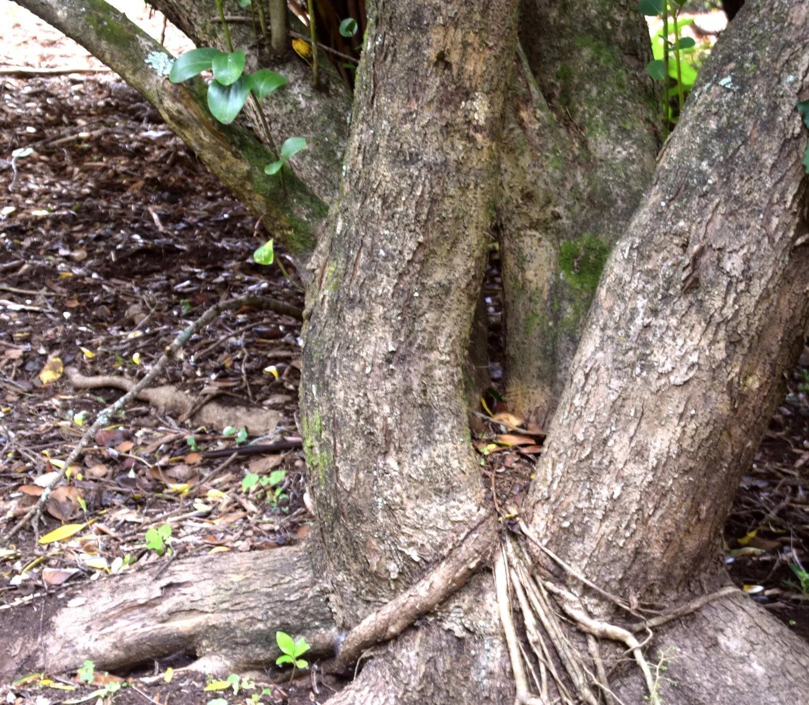 Kupuka Tree, Broadleaf (Griselinia Littoralis) — It features dense, lush foliage with leather-like, bright green leaves approximately 3 to 4 inches, image 38