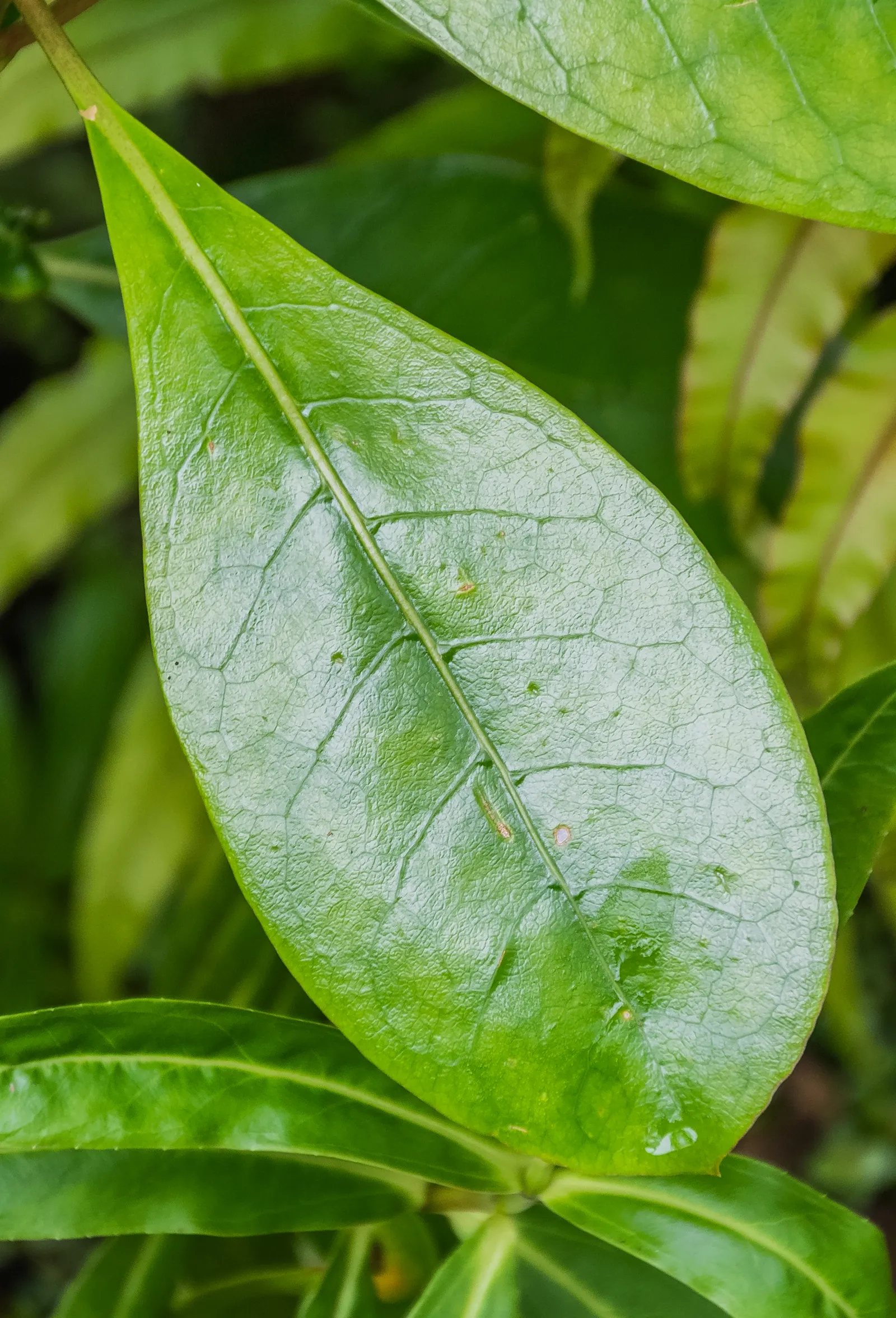 Kupuka Tree, Broadleaf (Griselinia Littoralis) — This versatile plant boasts glossy; broadleaf is a hardy species
