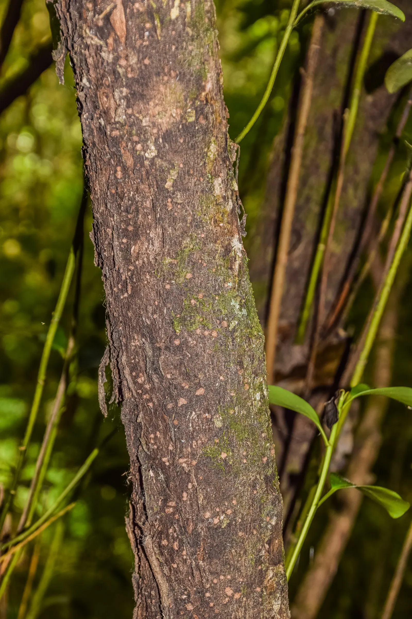 Kupuka Tree, Broadleaf (Griselinia Littoralis) — such as its application for privacy hedges or as a backdrop for other ornamental plants in a mixed, image 35