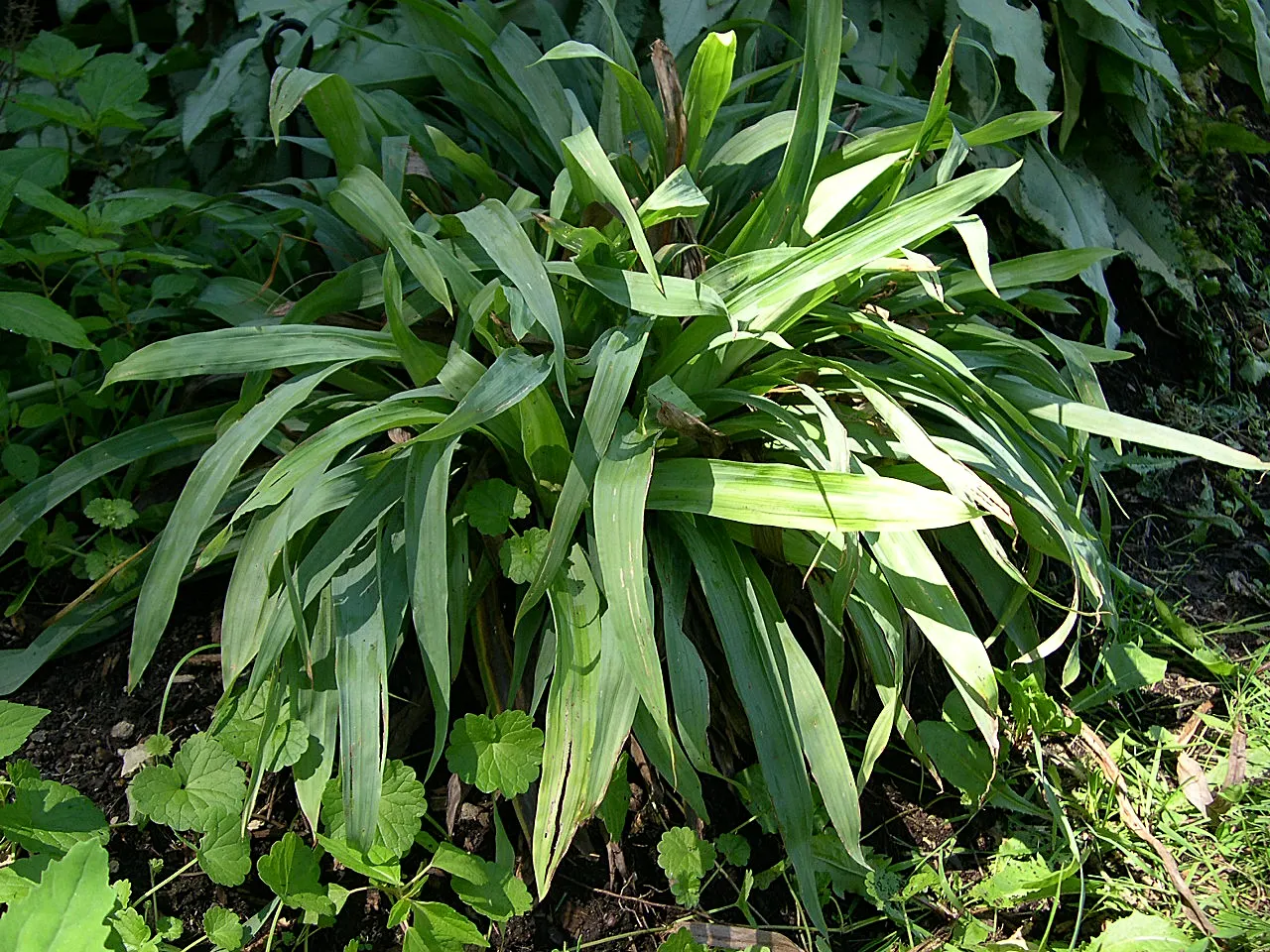 Kupuka Tree, Broadleaf (Griselinia Littoralis) — tolerating a variety of soil types; it features dense, lush foliage with leather-like, bright, image 65