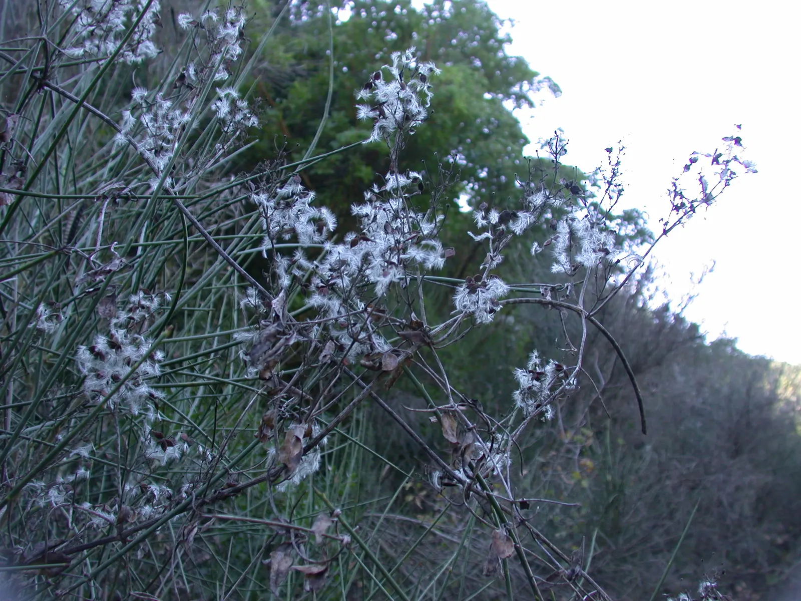 Kupuka Tree, Broadleaf (Griselinia Littoralis) — This versatile plant boasts glossy; broadleaf is a hardy species, image 61