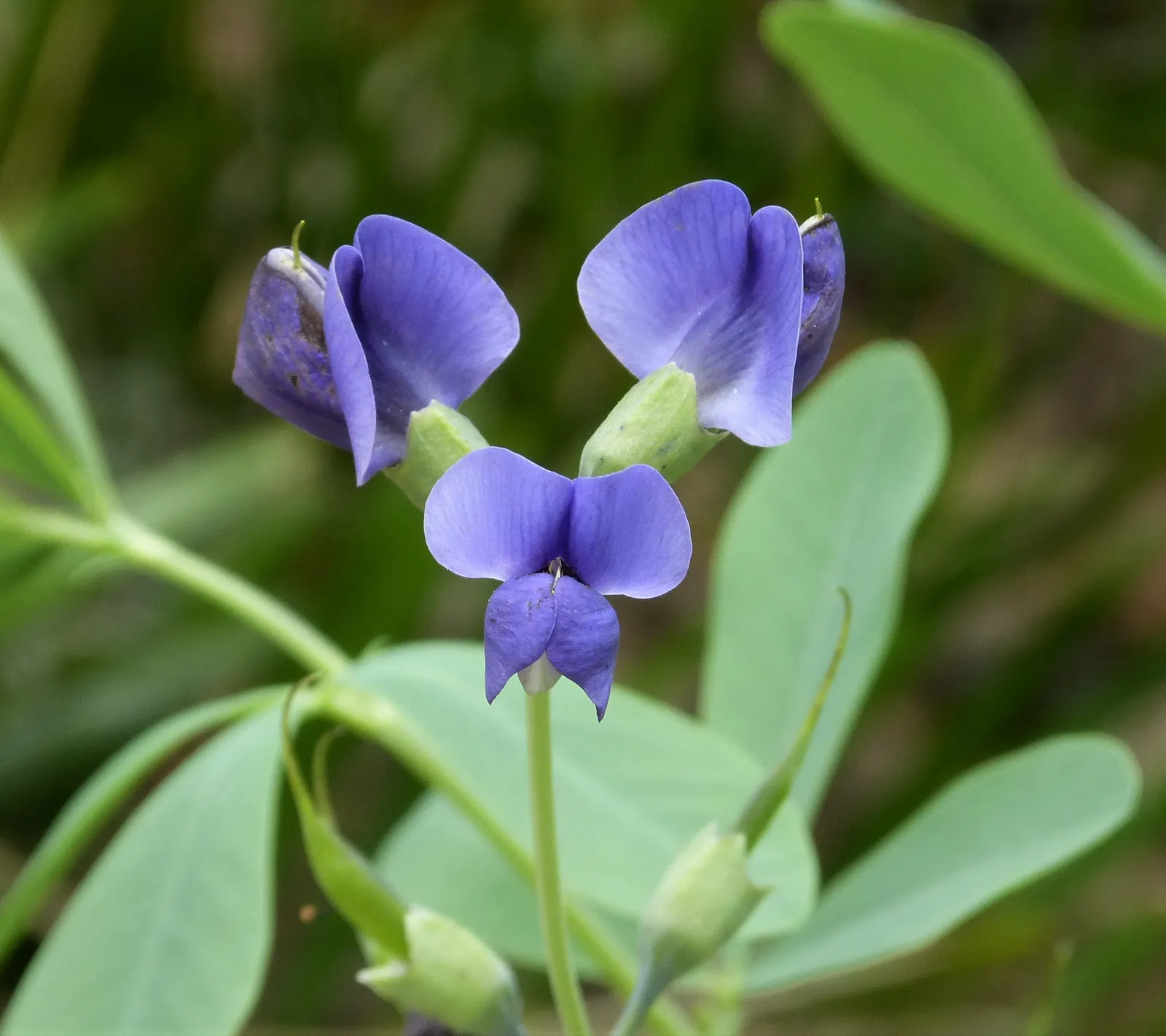 Kupuka Tree, Broadleaf (Griselinia Littoralis) — such as its application for privacy hedges or as a backdrop for other ornamental plants in a mixed, image 71