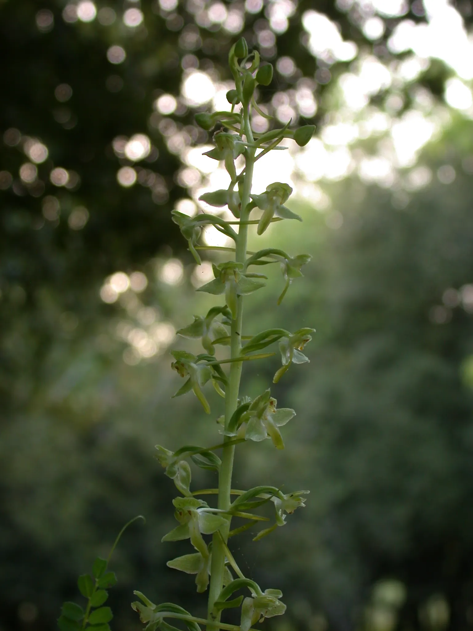 Kupuka Tree, Broadleaf (Griselinia Littoralis) — commonly known as the Kapuka or Broadleaf; consider incorporating Griselinia littoralis for its, image 59