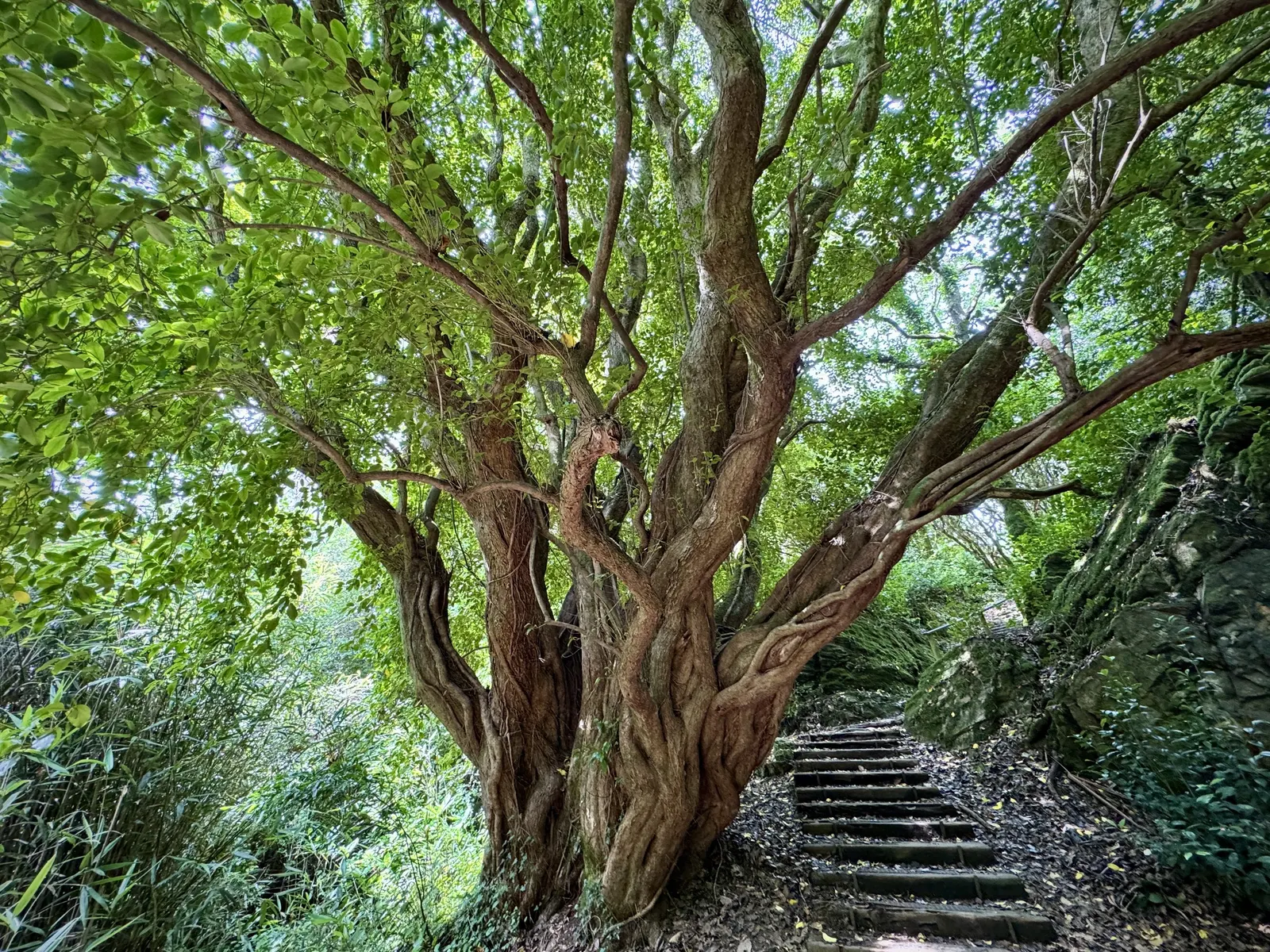 Kupuka Tree, Broadleaf (Griselinia Littoralis) — commonly known as the Kapuka or Broadleaf; consider incorporating Griselinia littoralis for its, image 77