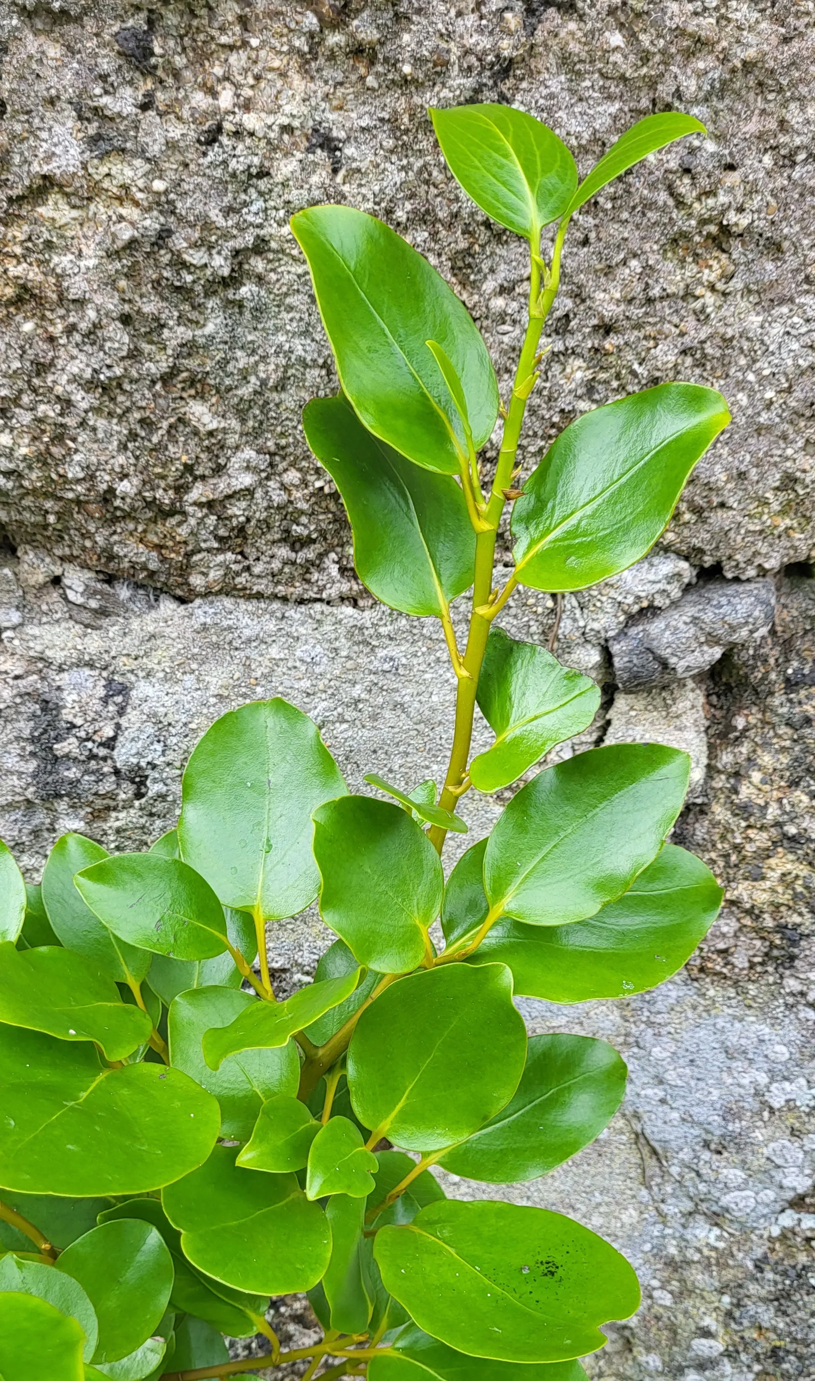 Kupuka Tree, Broadleaf (Griselinia Littoralis) — tolerating a variety of soil types