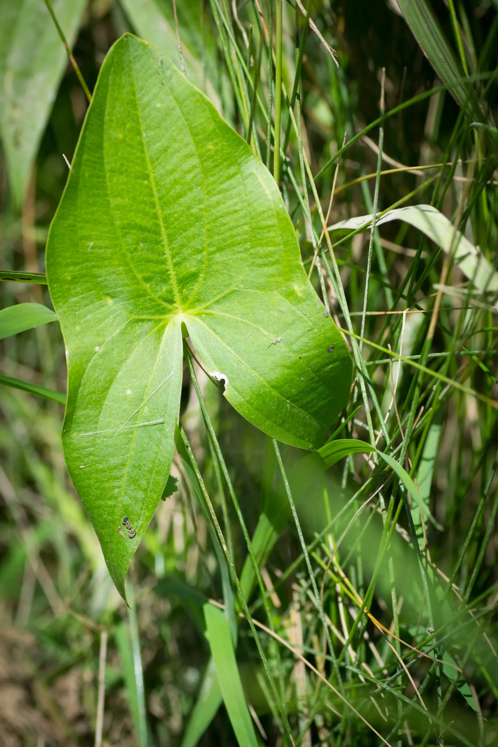 Kupuka Tree, Broadleaf (Griselinia Littoralis) — It's also relatively low-maintenance; griselinia littoralis, commonly known as the Broadleaf or, image 70