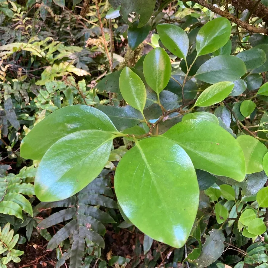 Kupuka Tree, Broadleaf (Griselinia Littoralis) — Fast-growing, it achieves heights of 15 to 25 feet, with a similar spread
