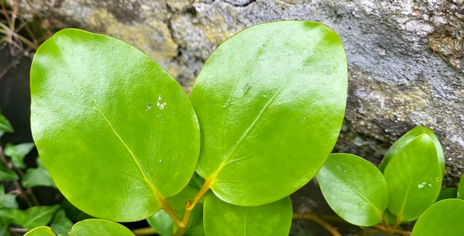 Kupuka Tree, Broadleaf (Griselinia Littoralis) — Fast-growing, it achieves heights of 15 to 25 feet, with a similar spread; shrub for full or half, image 75