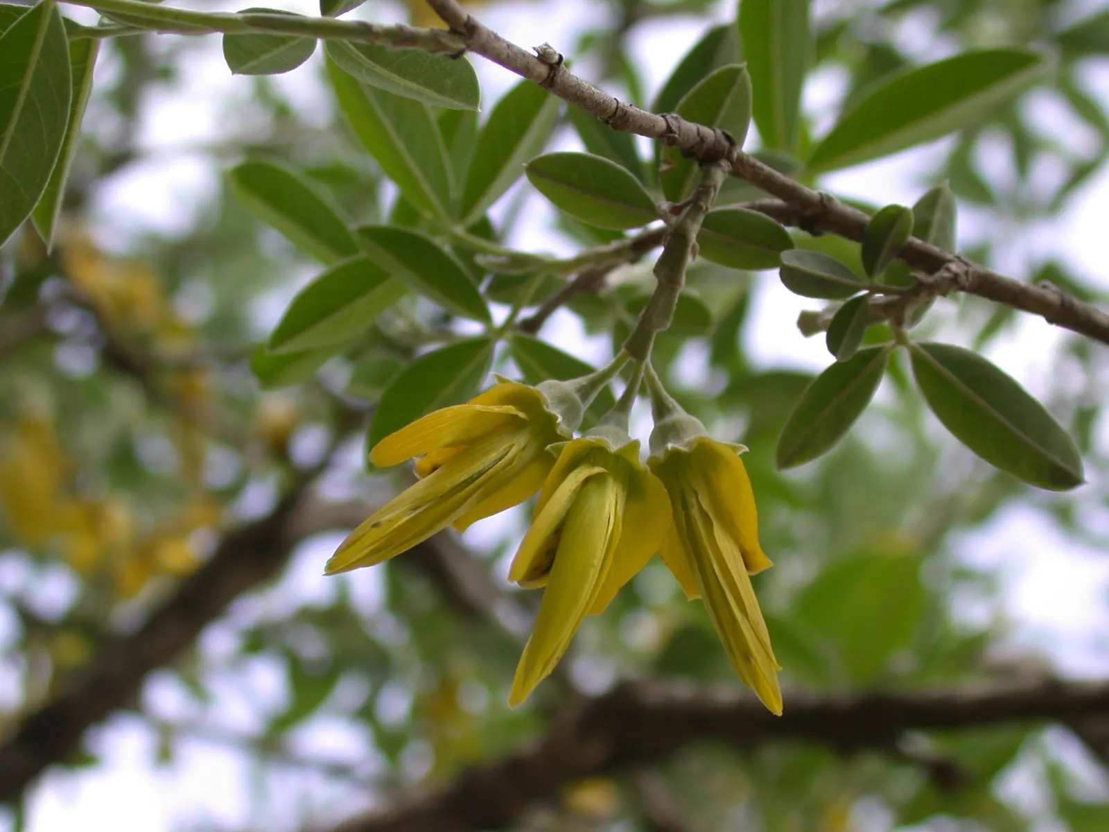 Kupuka Tree, Broadleaf (Griselinia Littoralis) — is a robust and evergreen shrub native to New Zealand's coastal regions; fast-growing, it achieves, image 60