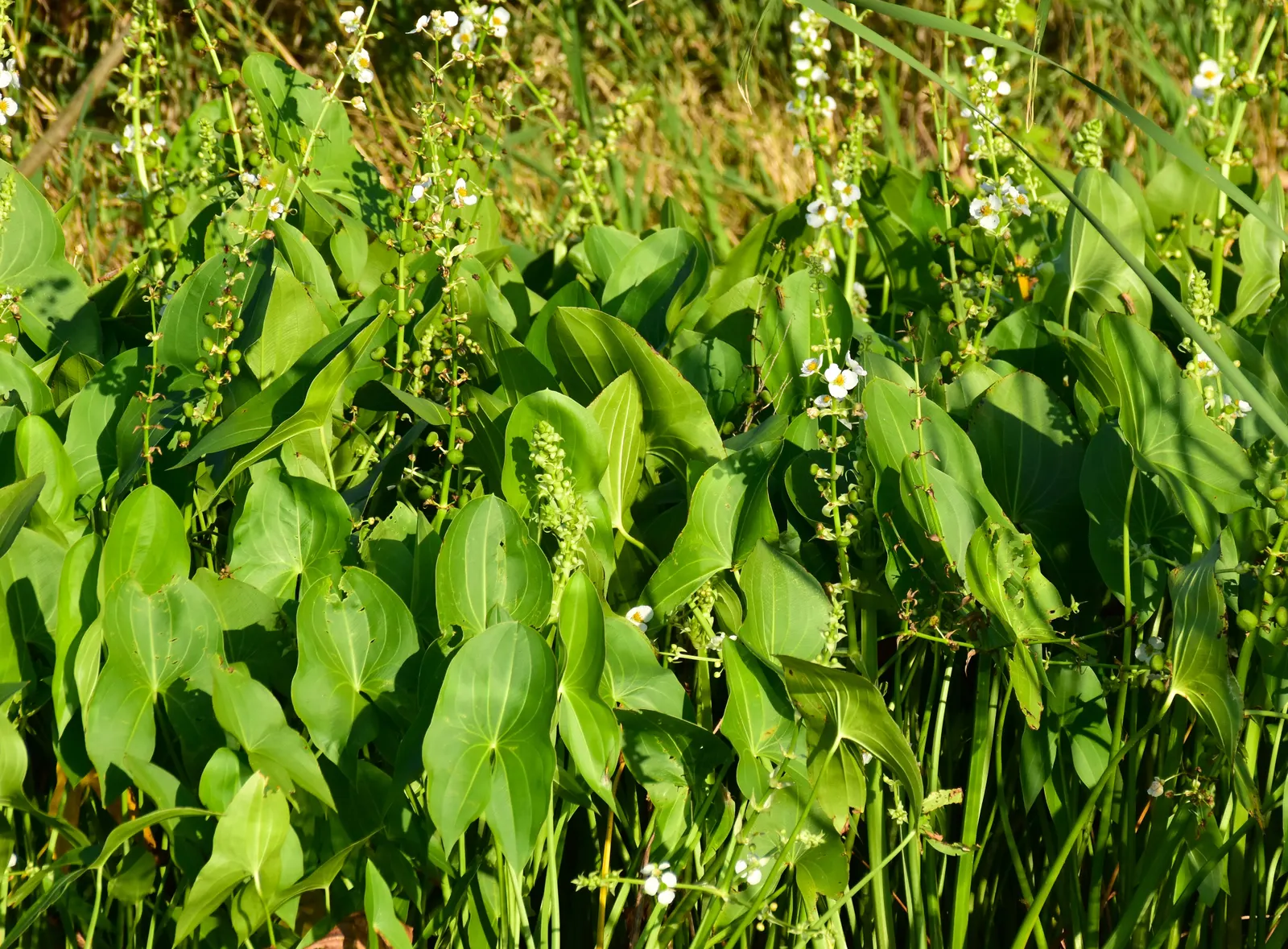 Kupuka Tree, Broadleaf (Griselinia Littoralis) — is a robust and evergreen shrub native to New Zealand's coastal regions