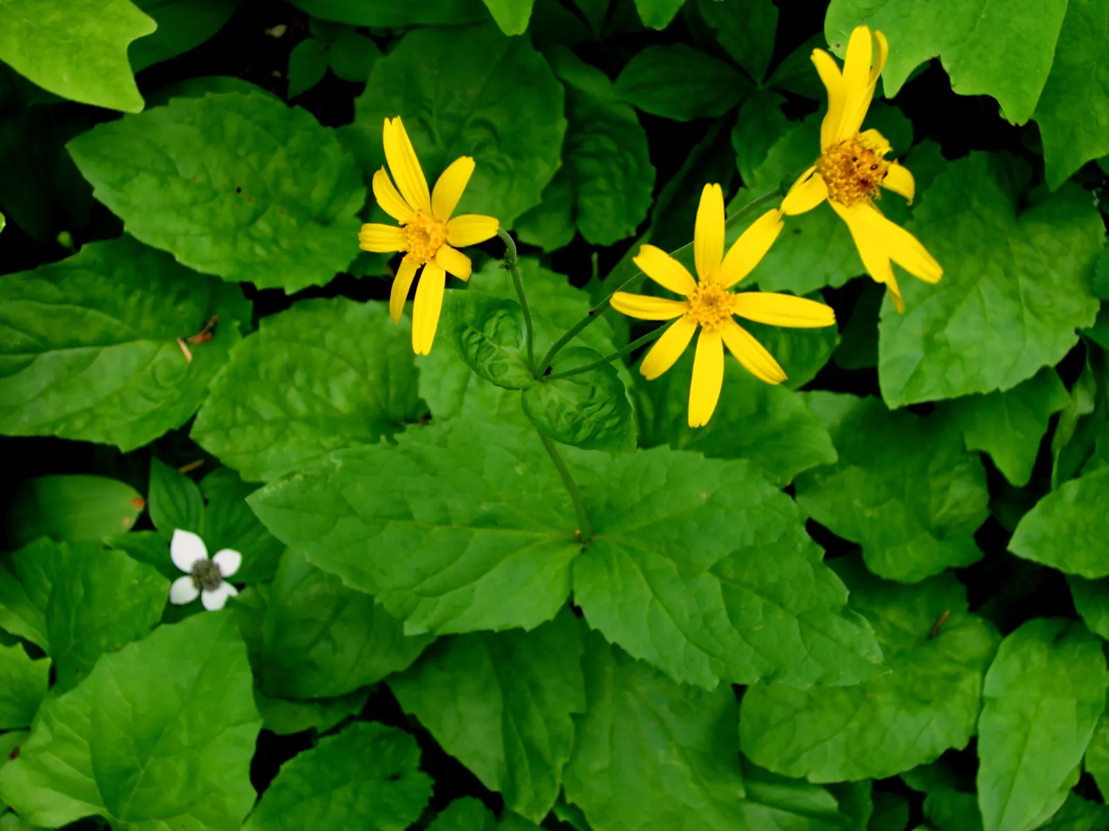 Kupuka Tree, Broadleaf (Griselinia Littoralis) — growing at a moderate rate of about 12 to 18 inches per year