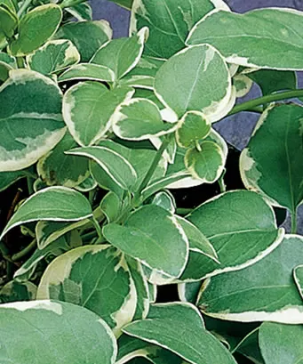 'Variegata' Variegated Vinca Vine (Vinca major) — Proven Winners - 'Variegata' - Variegated Vinca Vine - Vinca major blue blue-true plant details; blue flowers