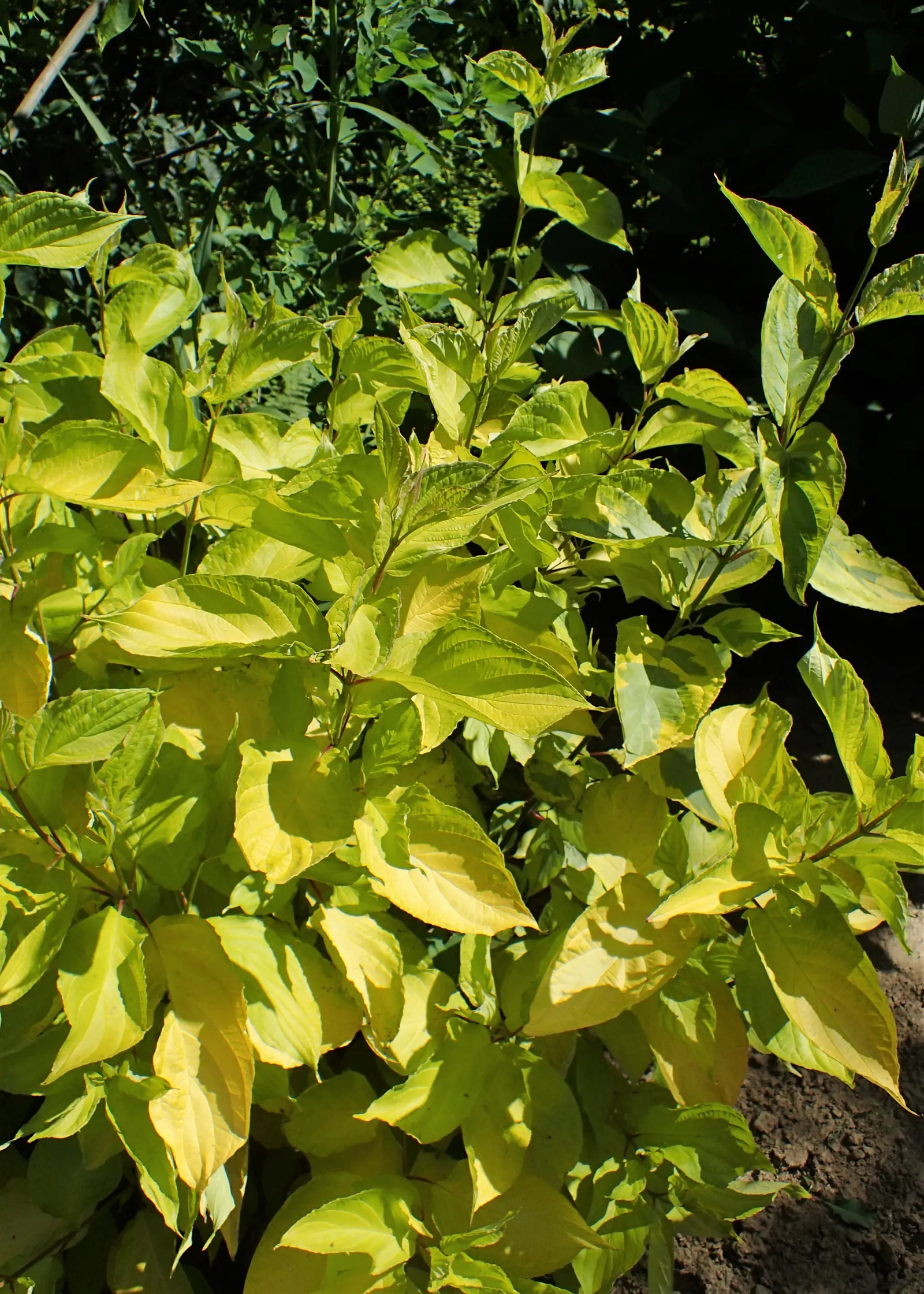 Tatarian Dogwood (Cornus Alba 'Gouchaultii') — In winter, its bright red stems provide striking contrast, especially against snow